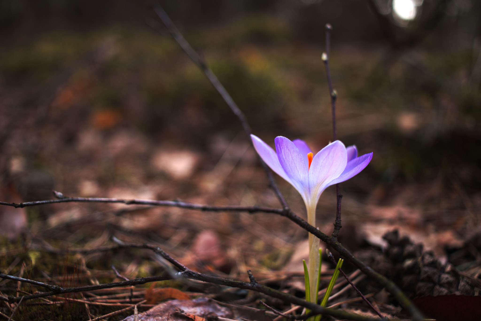 Canon EF-S 24mm F2.8 STM sample photo