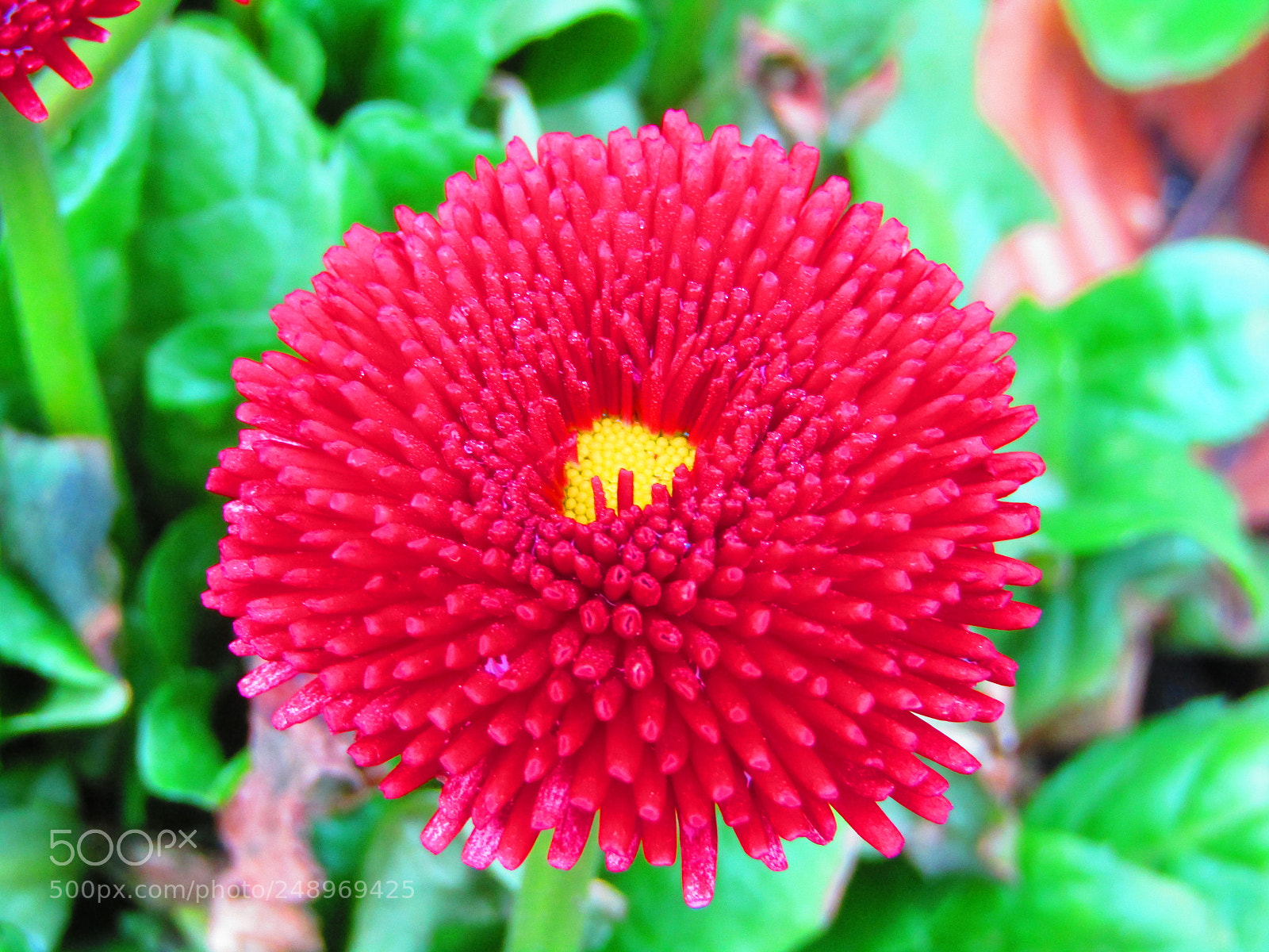 Canon POWERSHOT SX430 IS sample photo. Flower photography