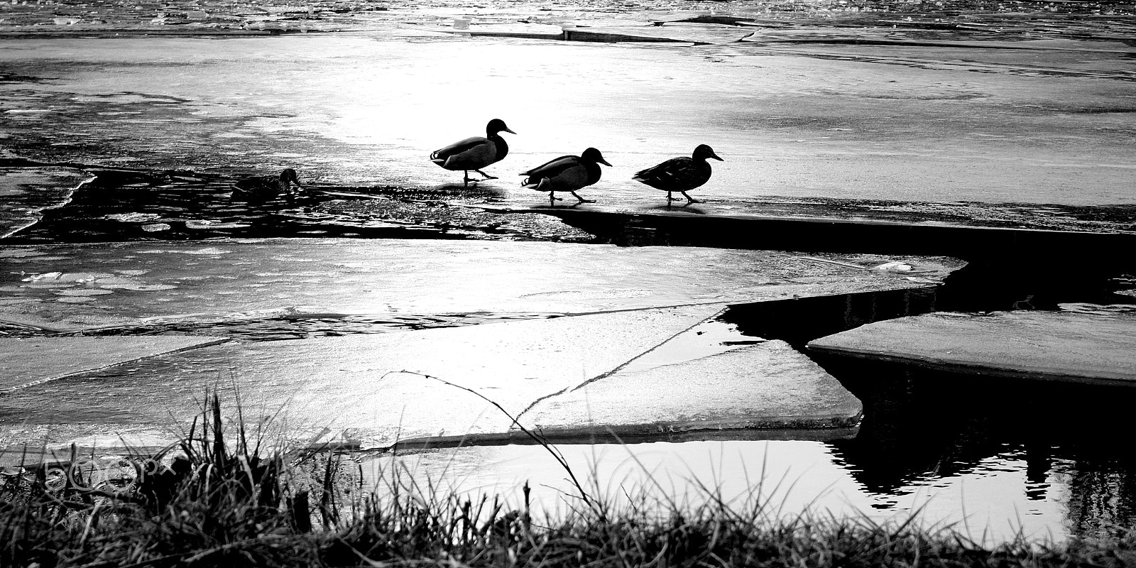 Fujifilm X-A5 sample photo. The gang on ice photography