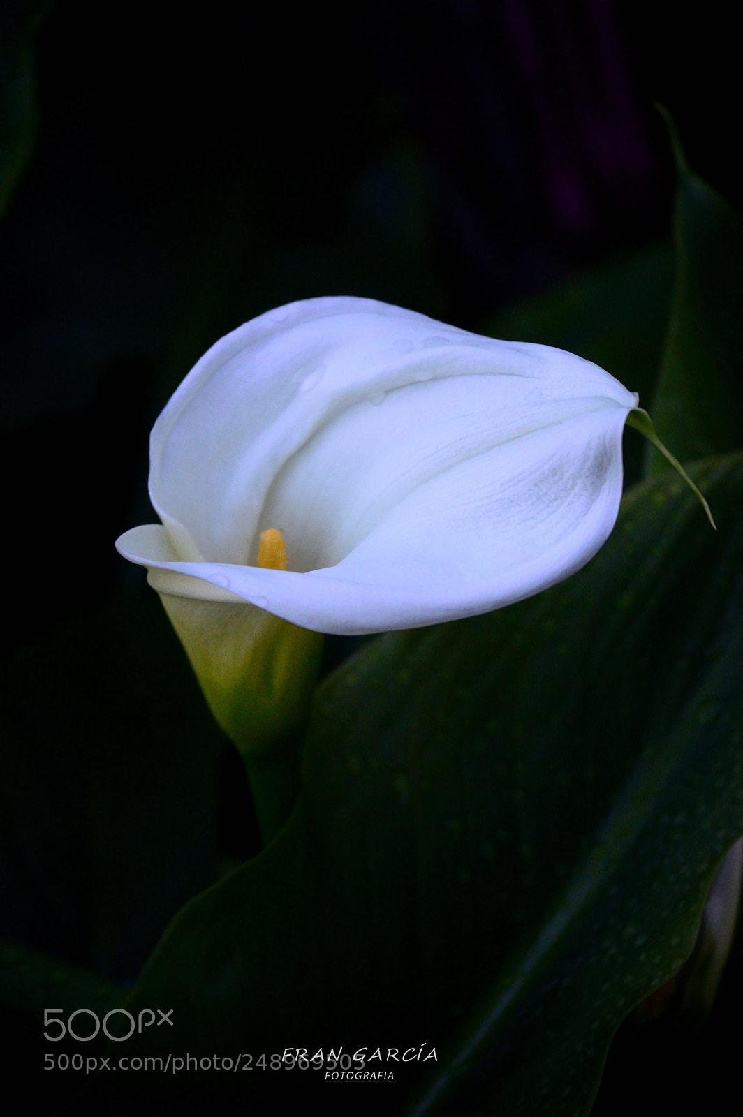 Nikon D3200 sample photo. Flor photography