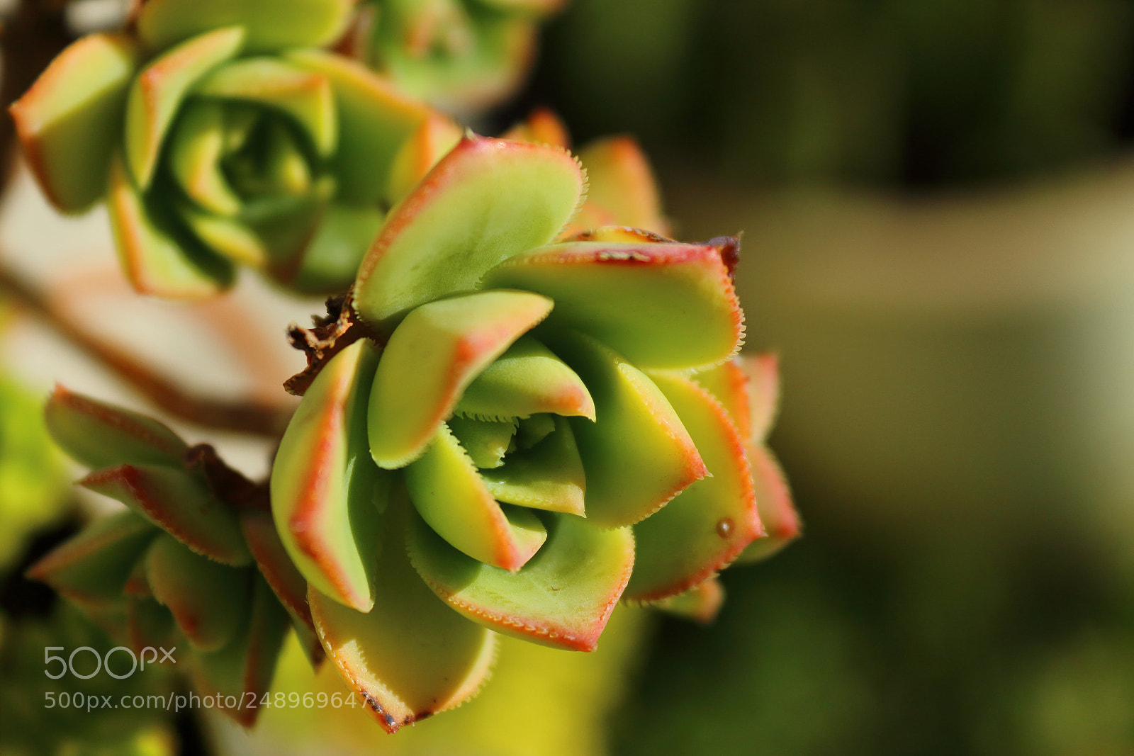 Canon EOS 1200D (EOS Rebel T5 / EOS Kiss X70 / EOS Hi) sample photo. Green and red photography