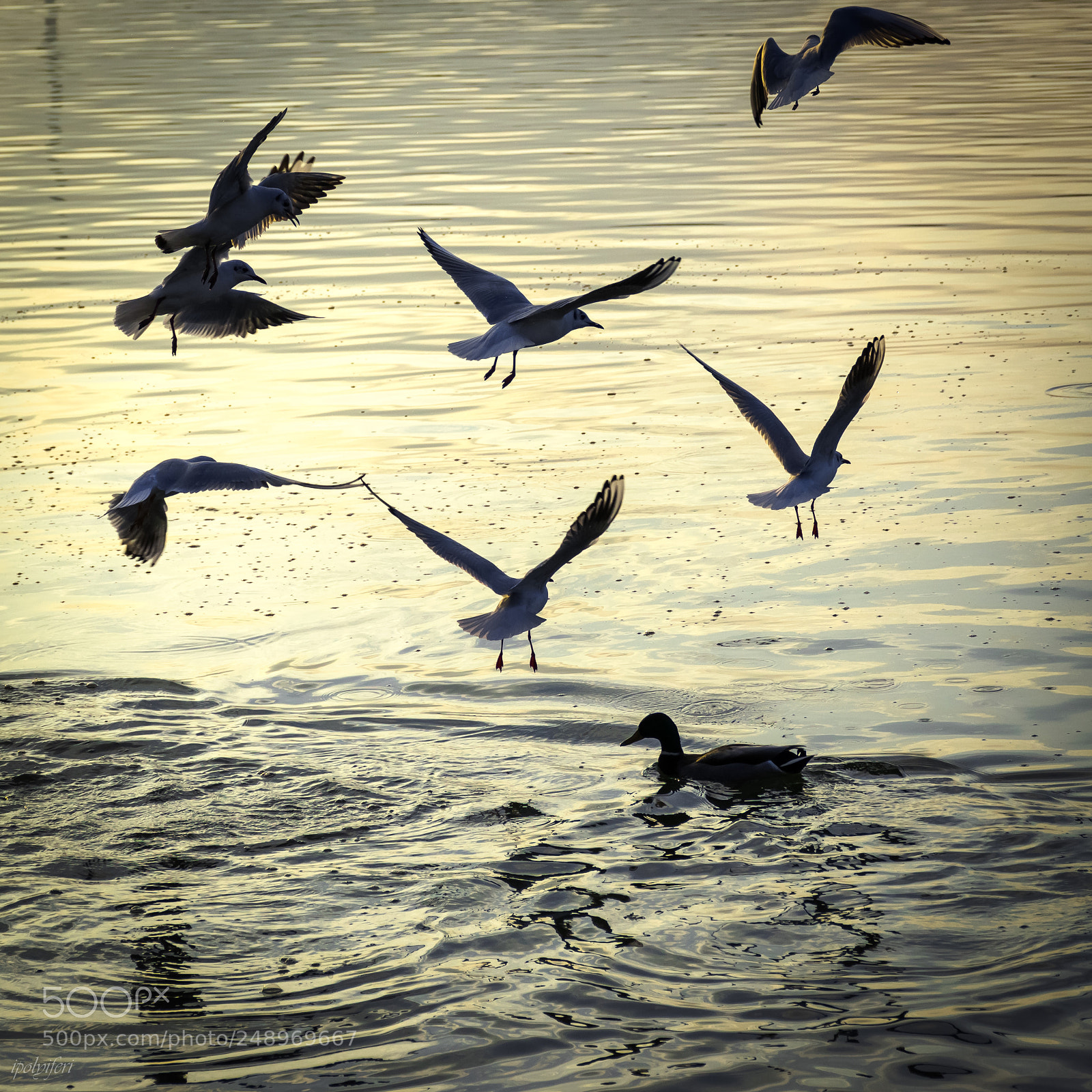Nikon D5300 sample photo. Untitled photography
