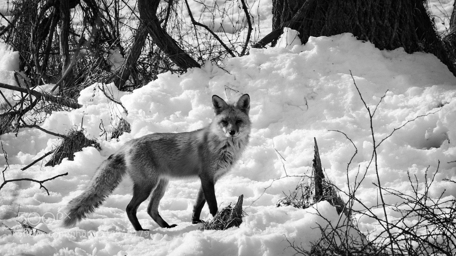 Canon EOS 60D sample photo. Foxy photography