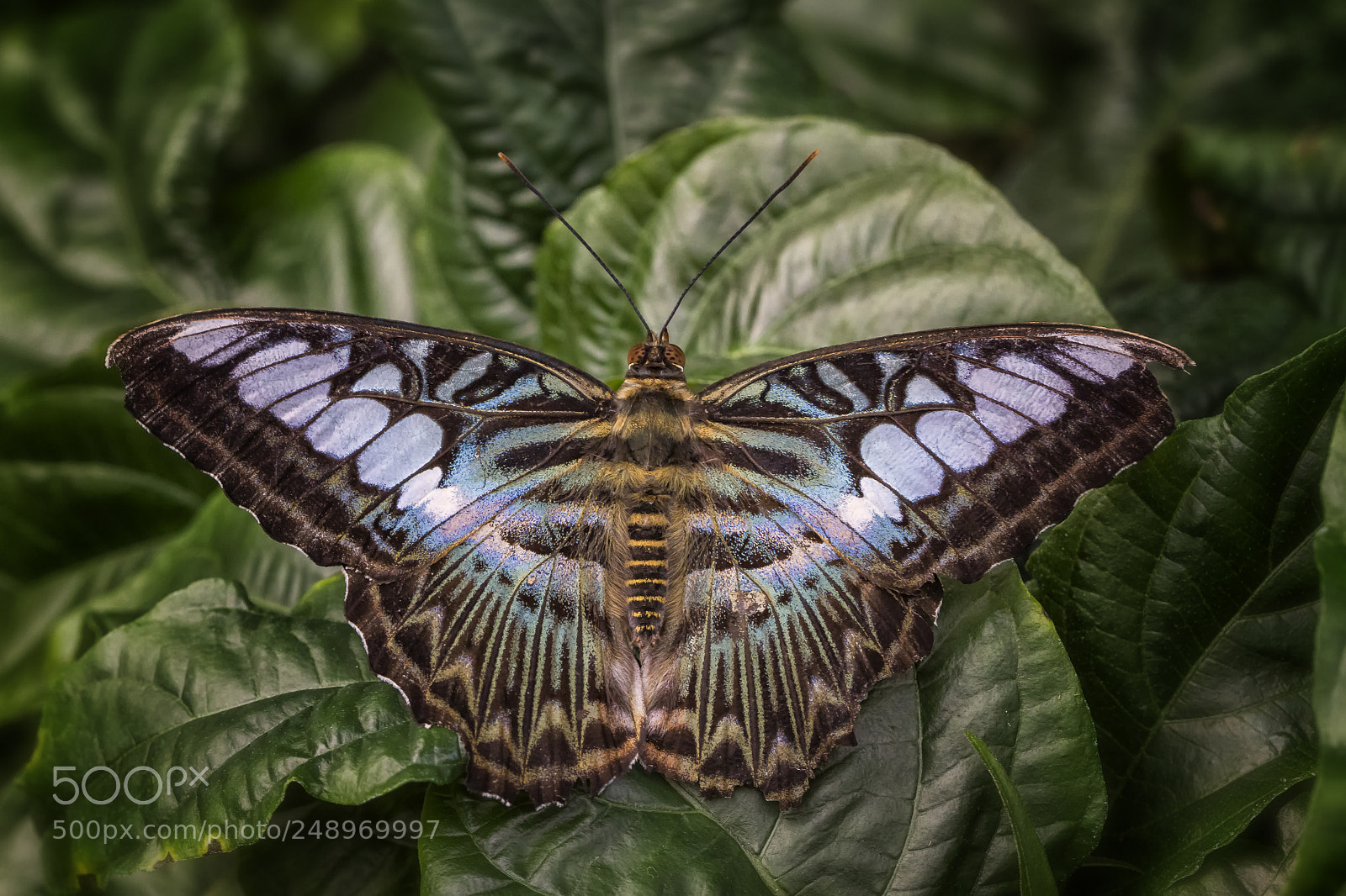Canon EOS 7D sample photo. Parthenos sylvia photography