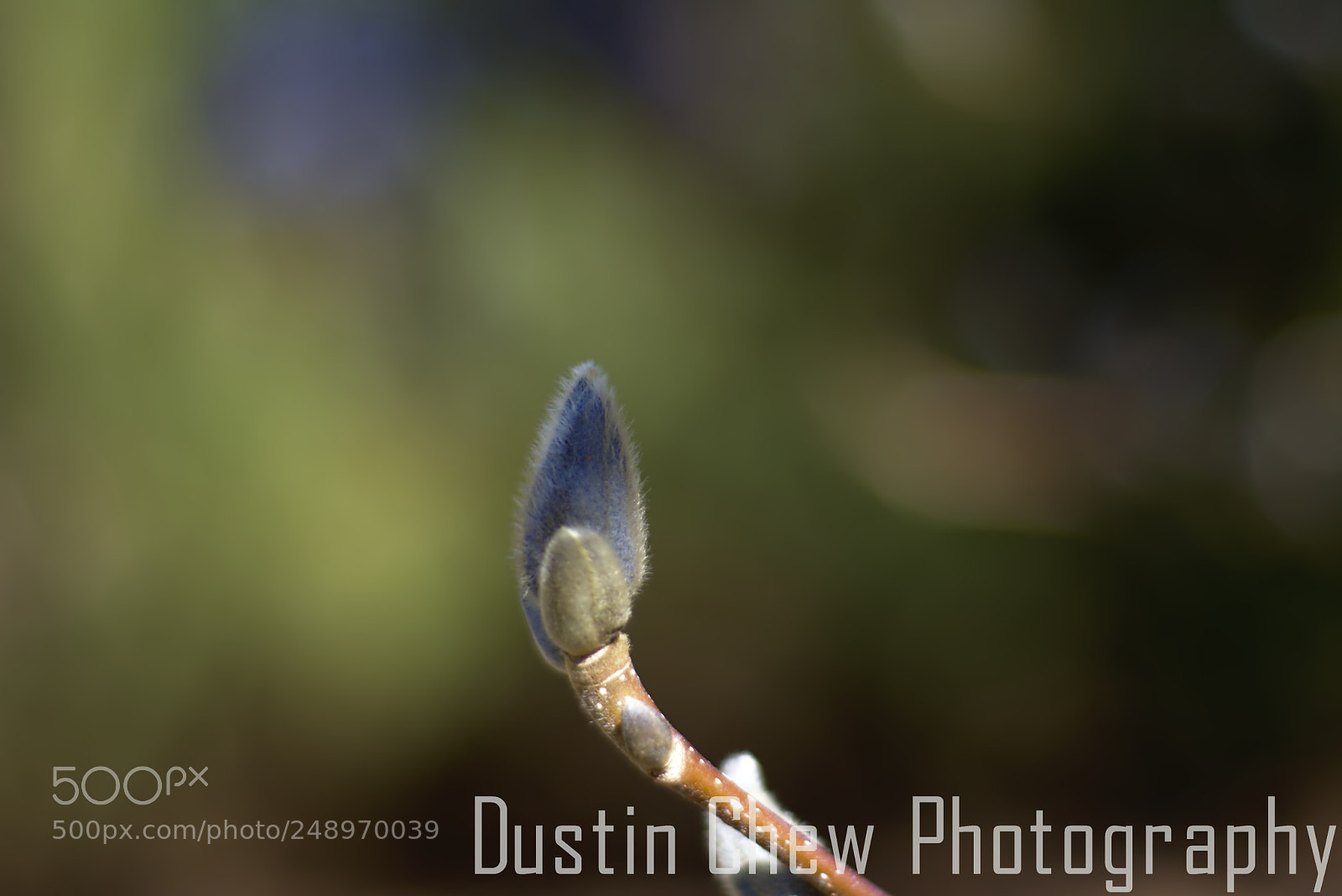 Nikon D7200 sample photo. Magnolia blossom photography
