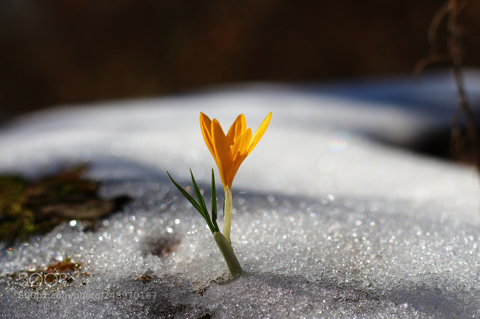 Canon EOS 700D (EOS Rebel T5i / EOS Kiss X7i) + Canon EF 50mm F1.8 STM sample photo. The lost one photography