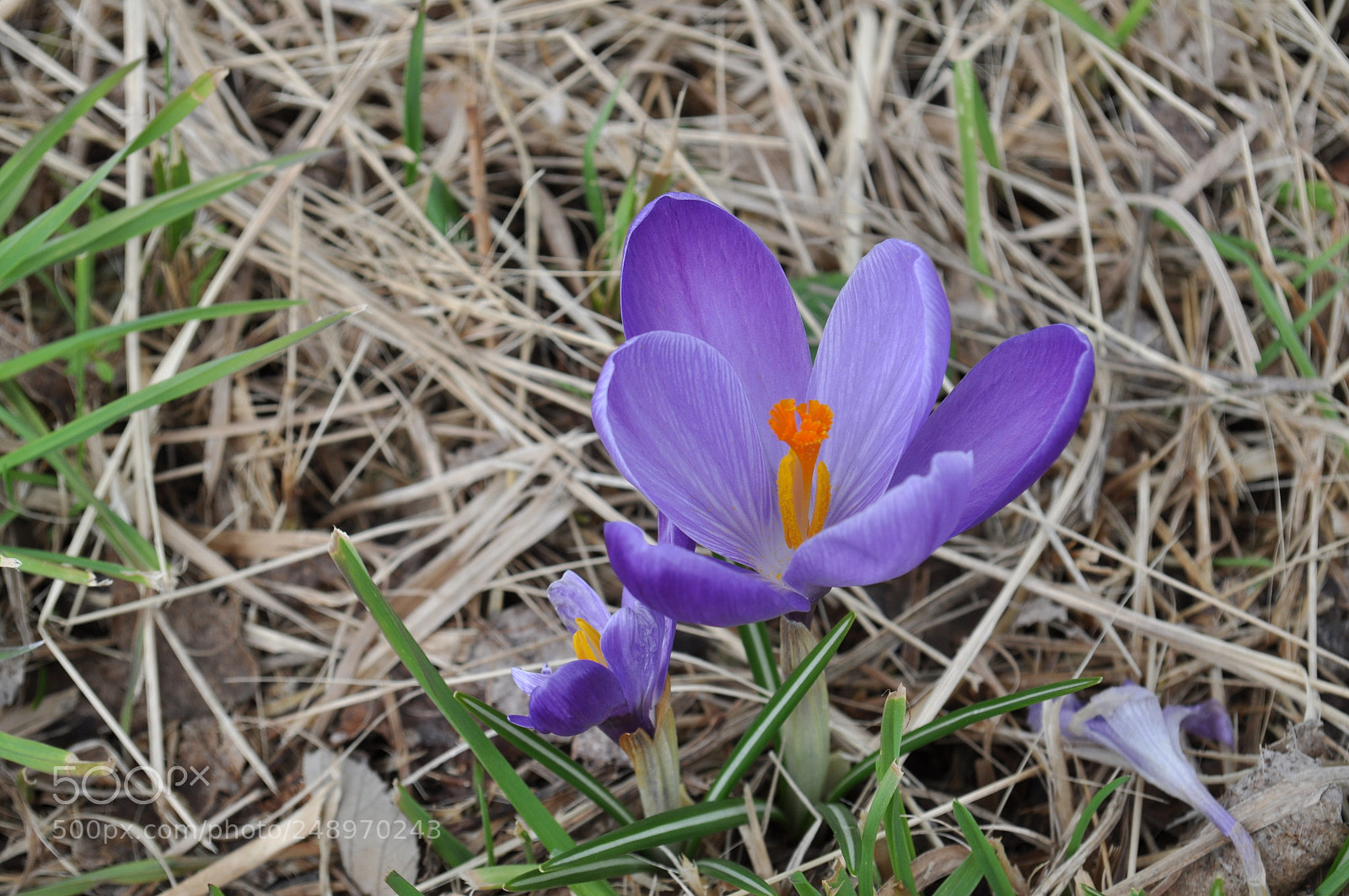 Nikon D5000 sample photo. Flower photography