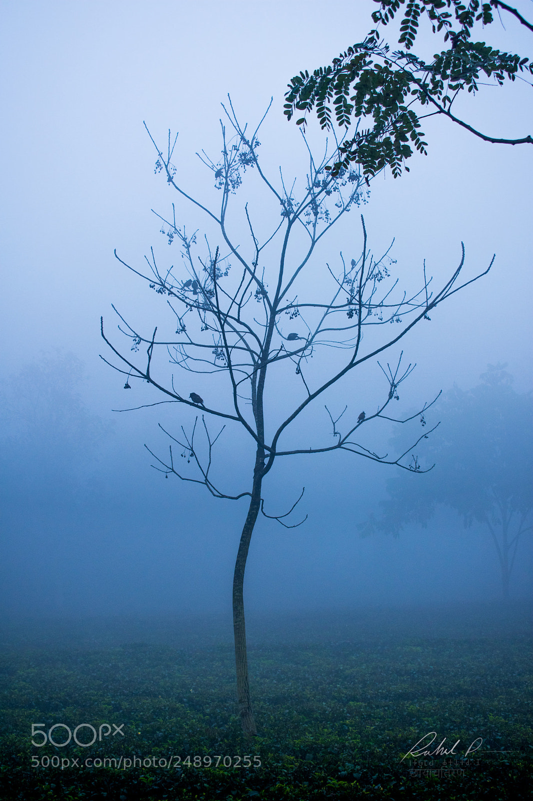 Nikon D3400 sample photo. A fogy morning photography