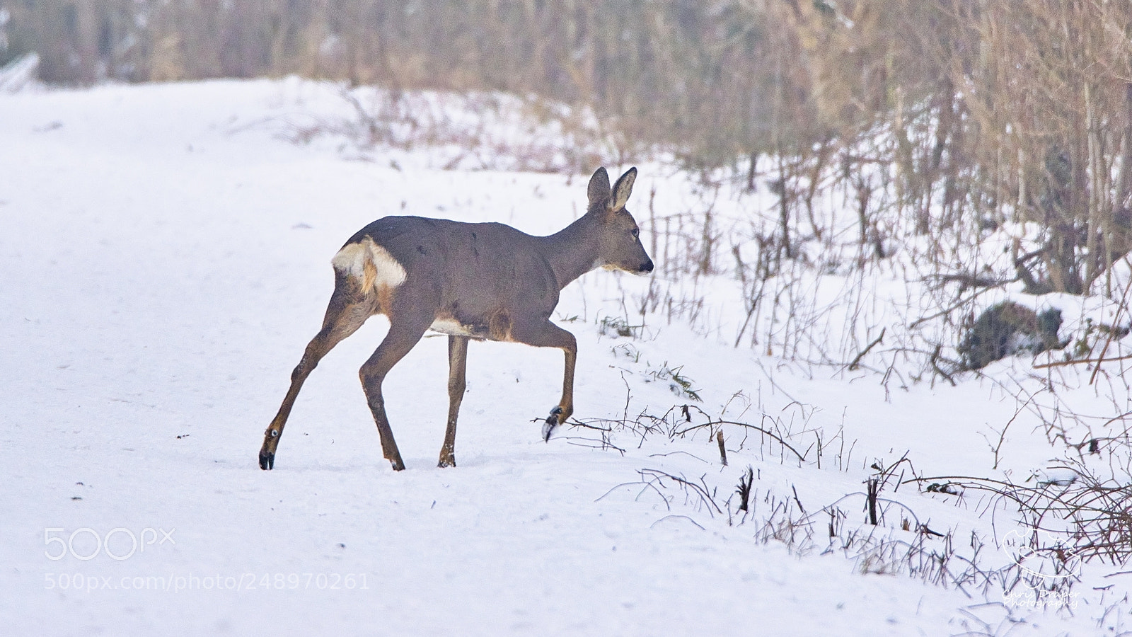 Sony ILCA-77M2 sample photo. Wild roe deer photography