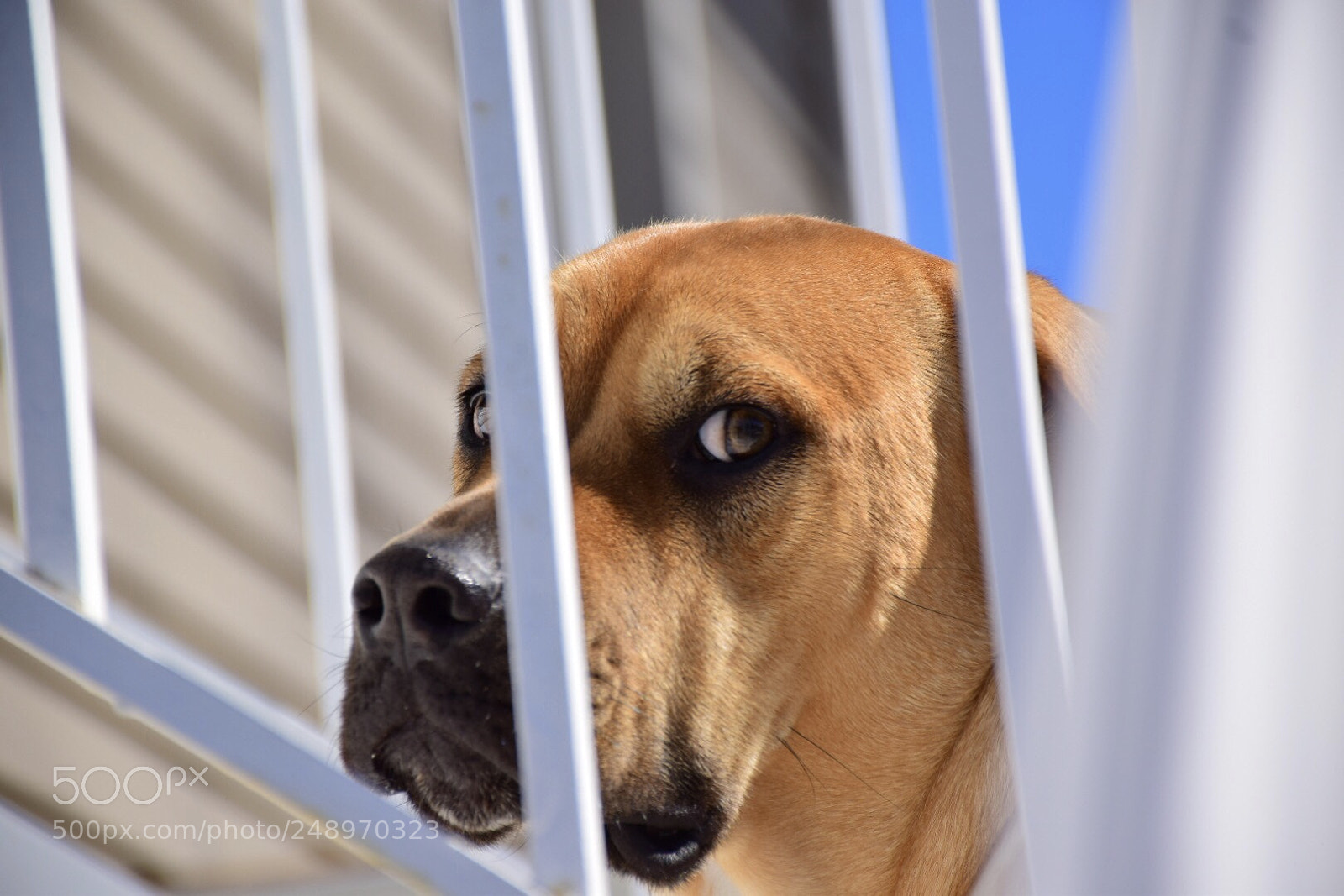 Nikon D5300 sample photo. Kylo photography