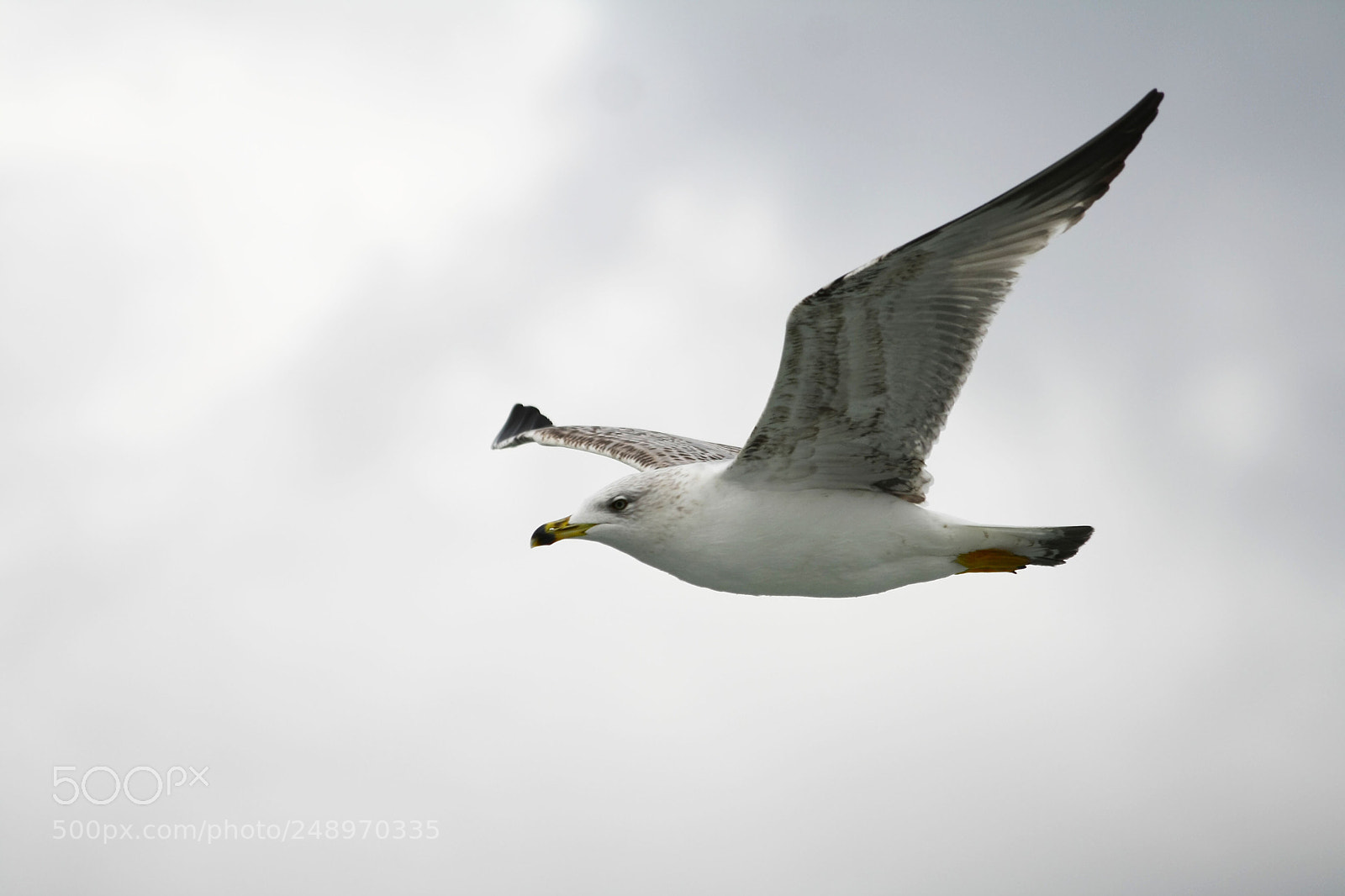Canon EOS 1000D (EOS Digital Rebel XS / EOS Kiss F) sample photo. Seagull. photography