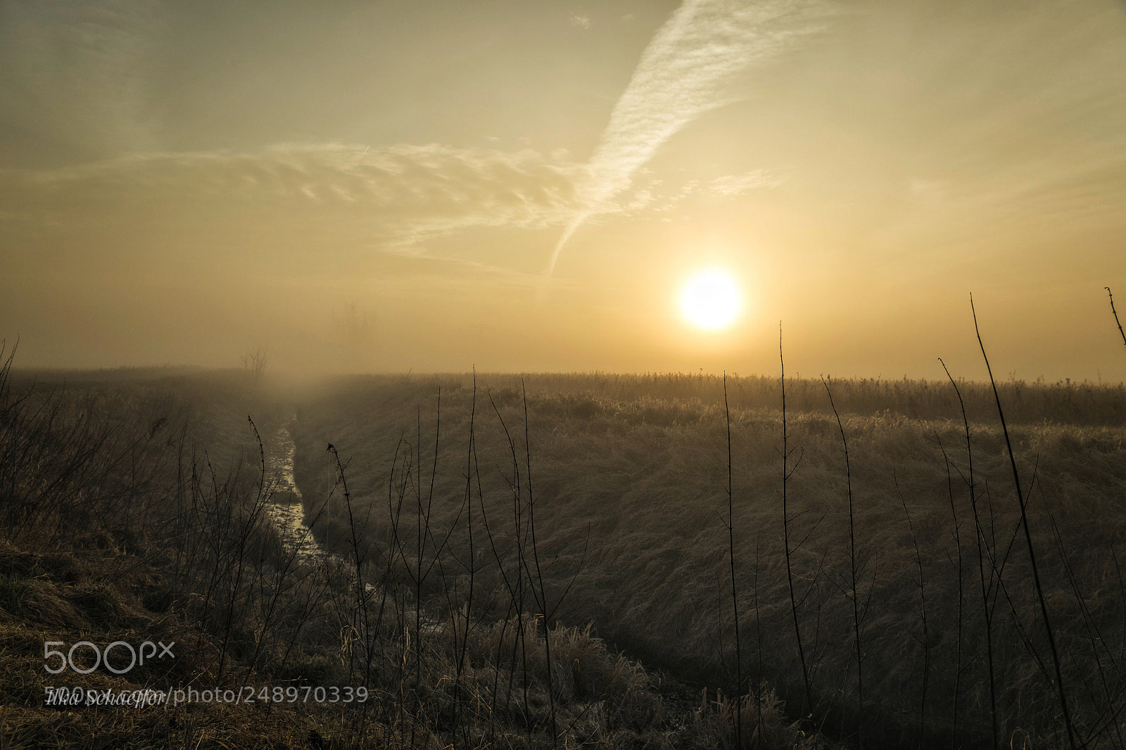 Canon EOS 5D Mark IV sample photo. Nebel im frühling  photography