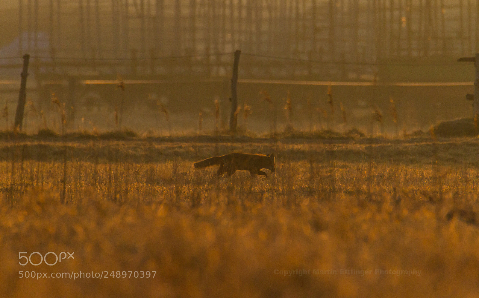 Canon EOS 7D sample photo. Red fox vulpes vulpes photography