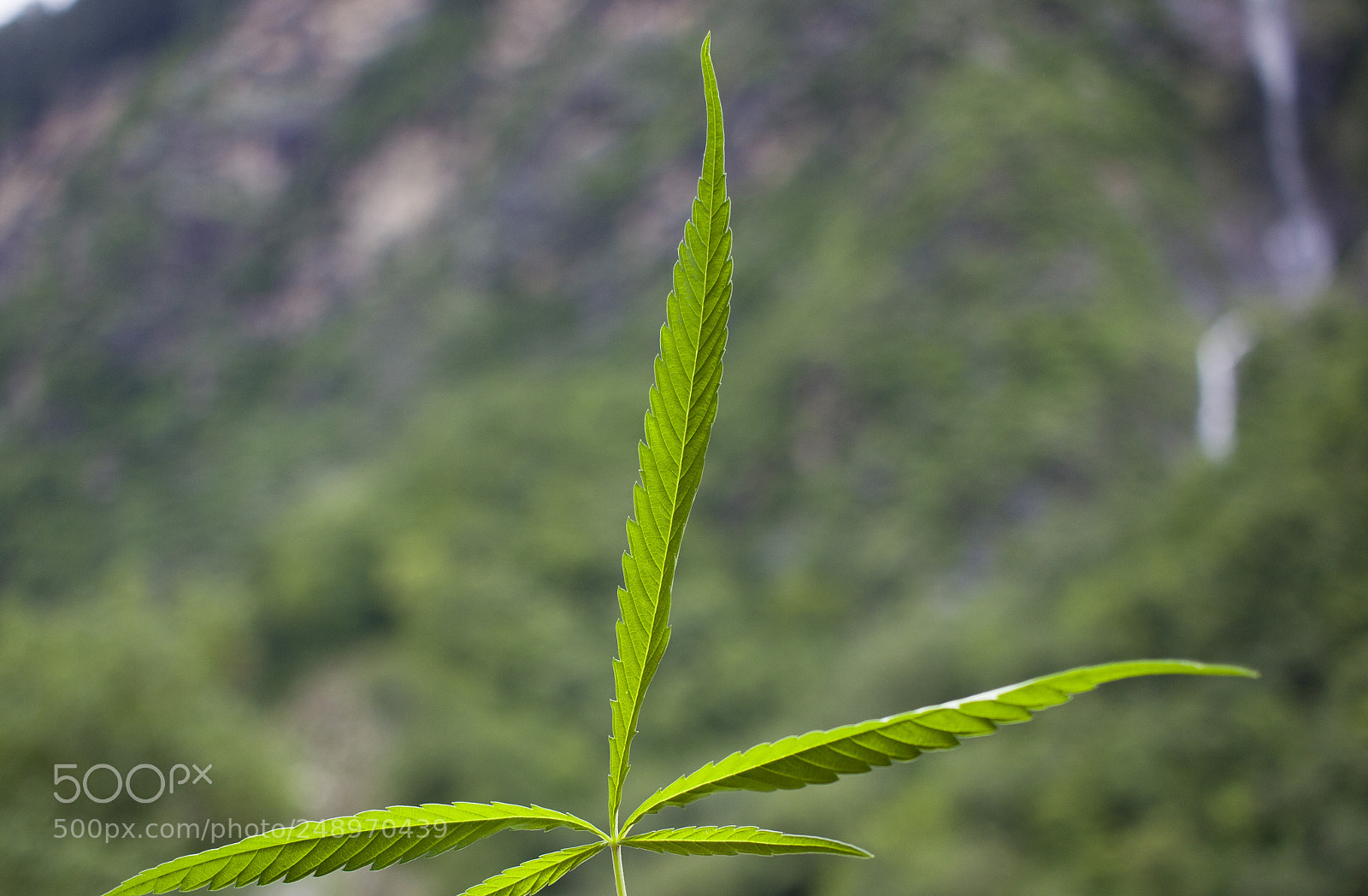 Canon EOS 600D (Rebel EOS T3i / EOS Kiss X5) sample photo. Cannabis leaves photography