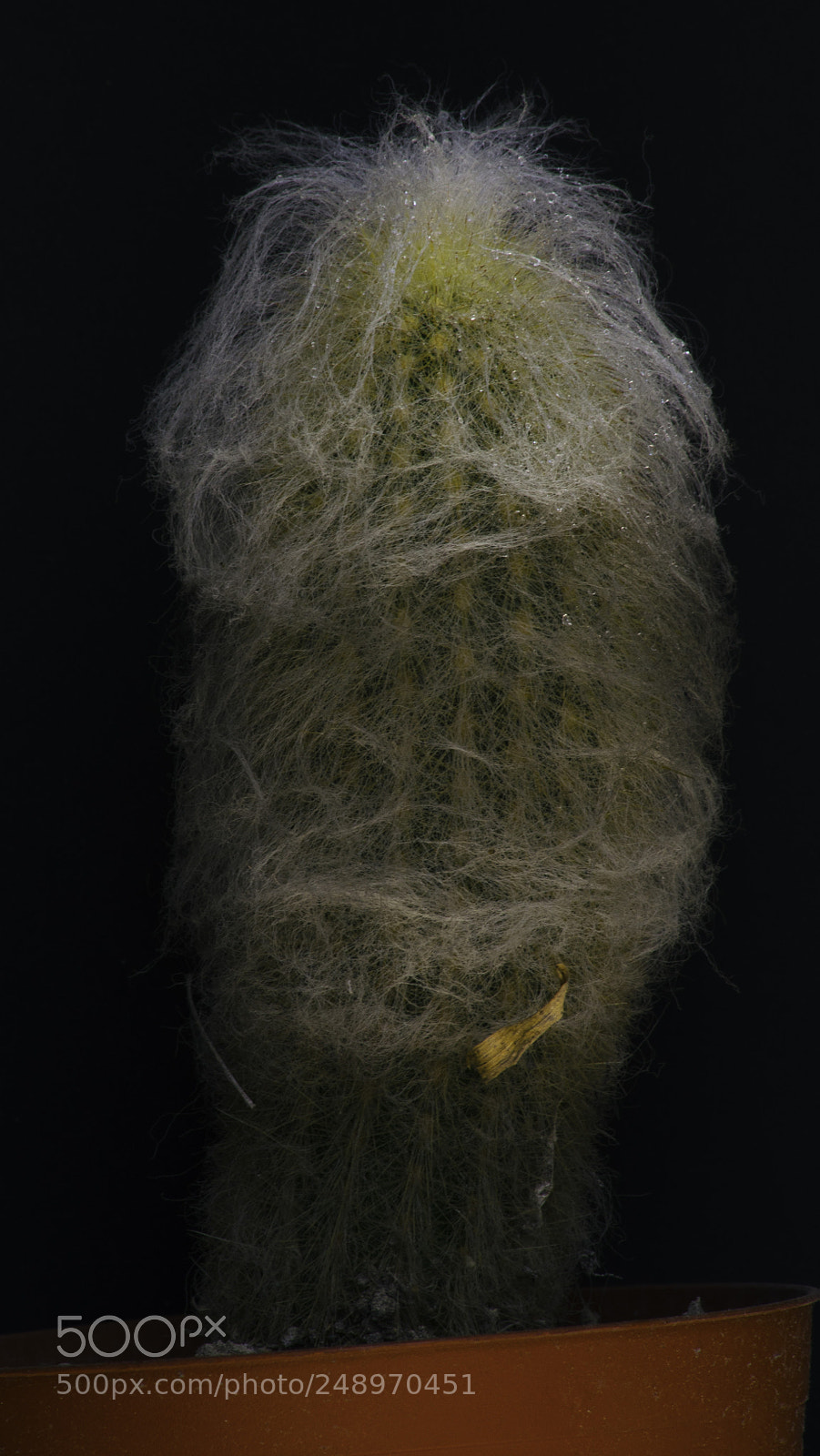 Nikon D5100 sample photo. Old man cactus photography