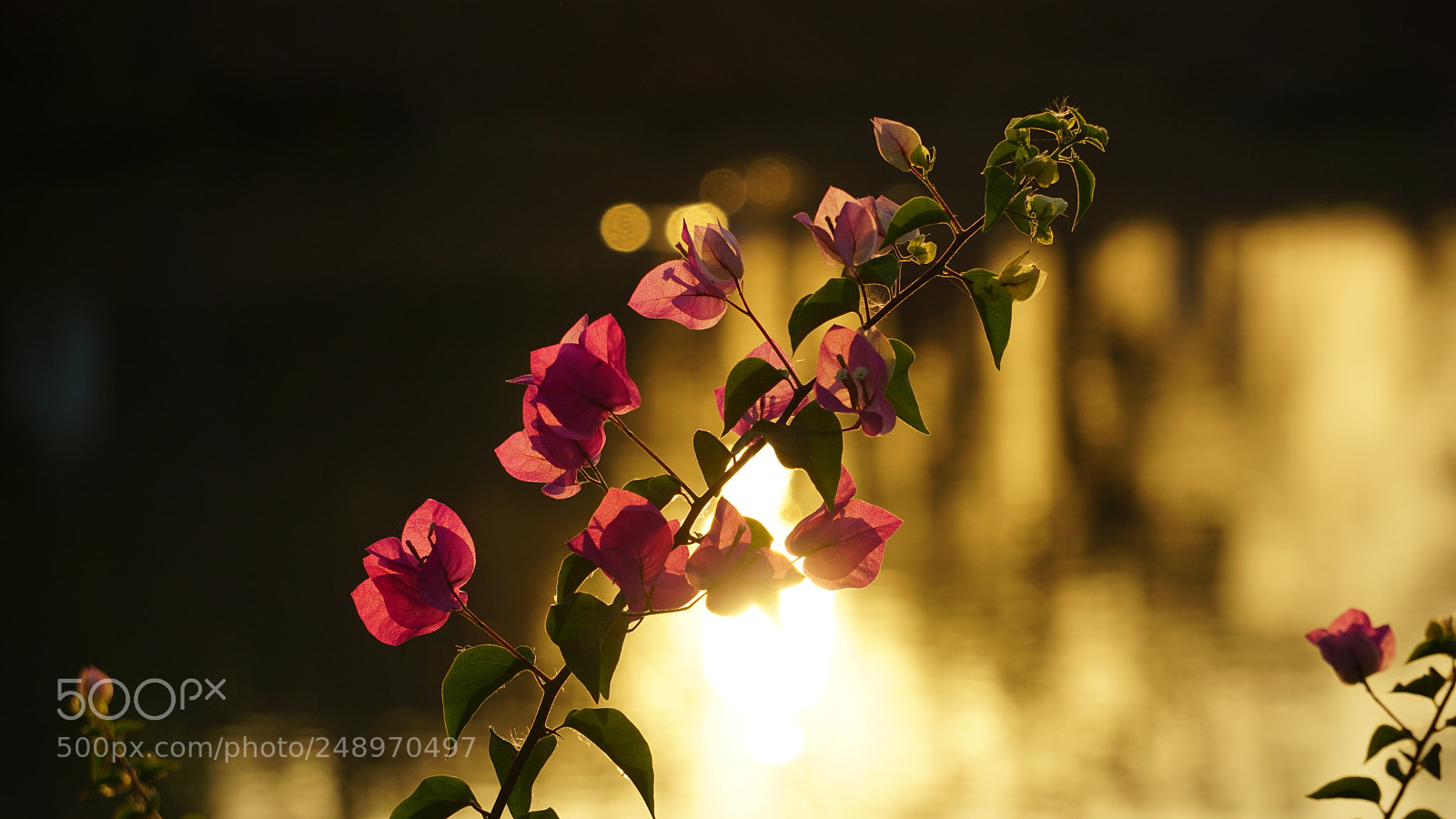 Sony a6000 sample photo. Dsc photography