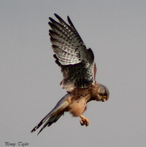 Canon EF 75-300mm f/4-5.6 sample photo. Eyes on the prize photography