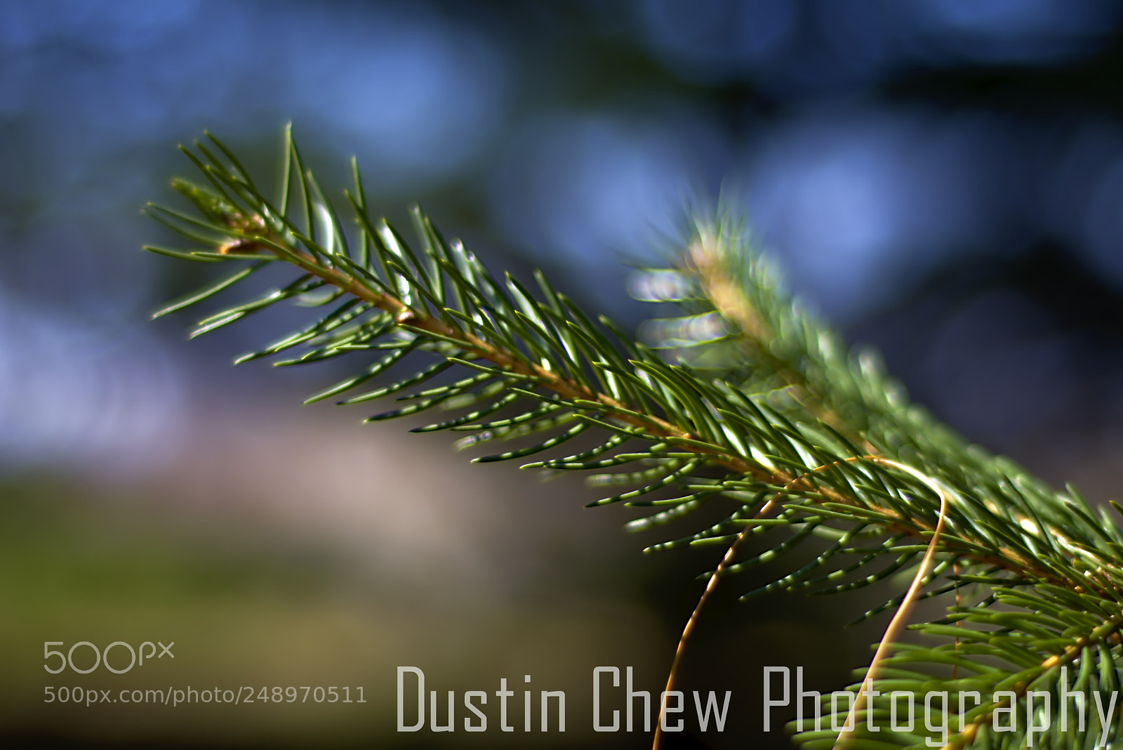 Nikon D7200 sample photo. Light pine photography