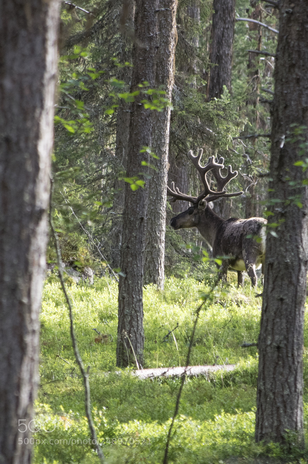 Pentax K-3 II sample photo. Une renne entre kiruna photography