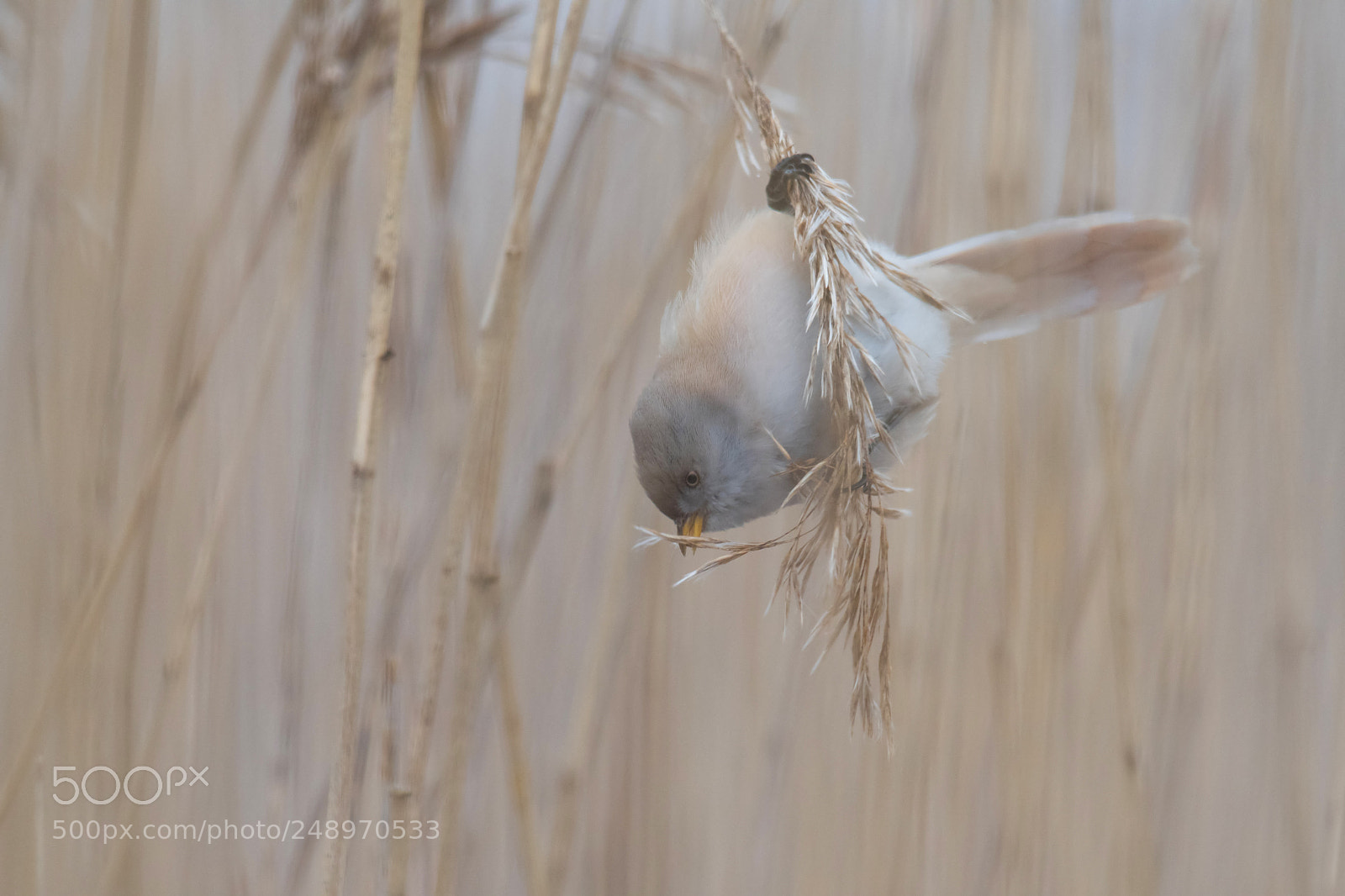 Nikon D500 sample photo. Bearded tit photography