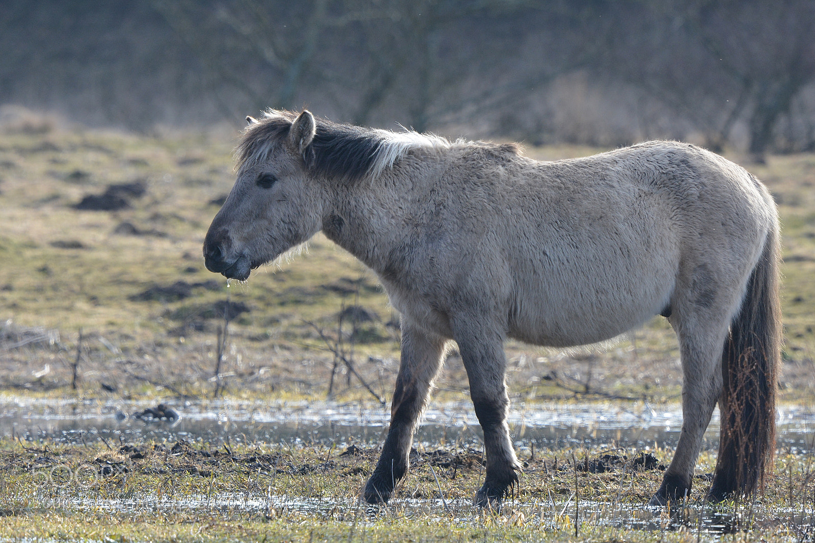 Nikon D7100 sample photo. First spring grazing photography