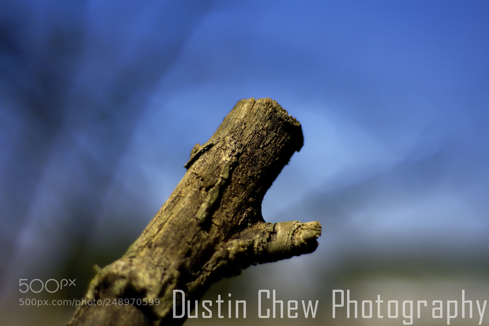 Nikon D7200 sample photo. Branch photography