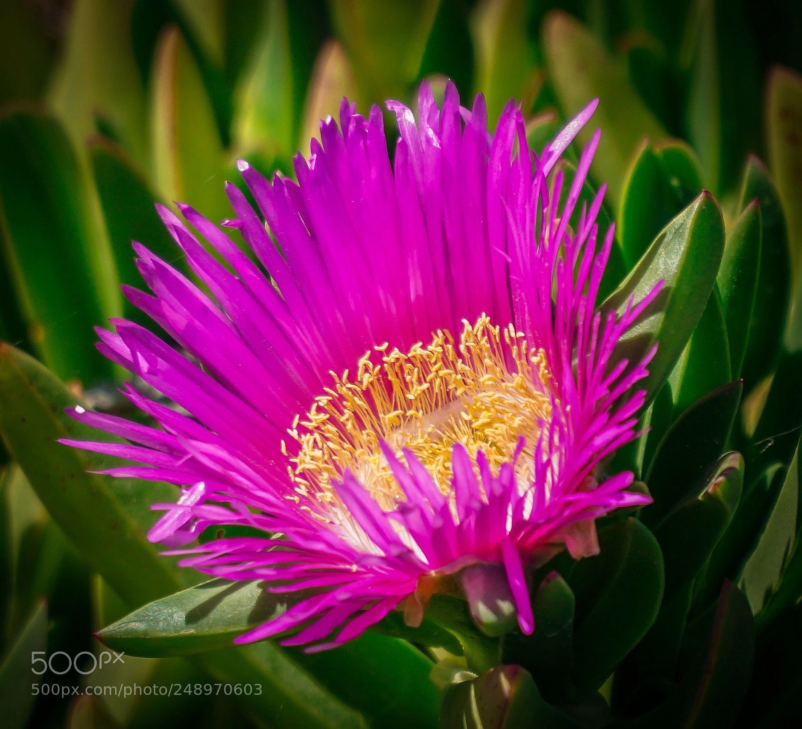 Sony a6500 sample photo. Beautiful nature photography