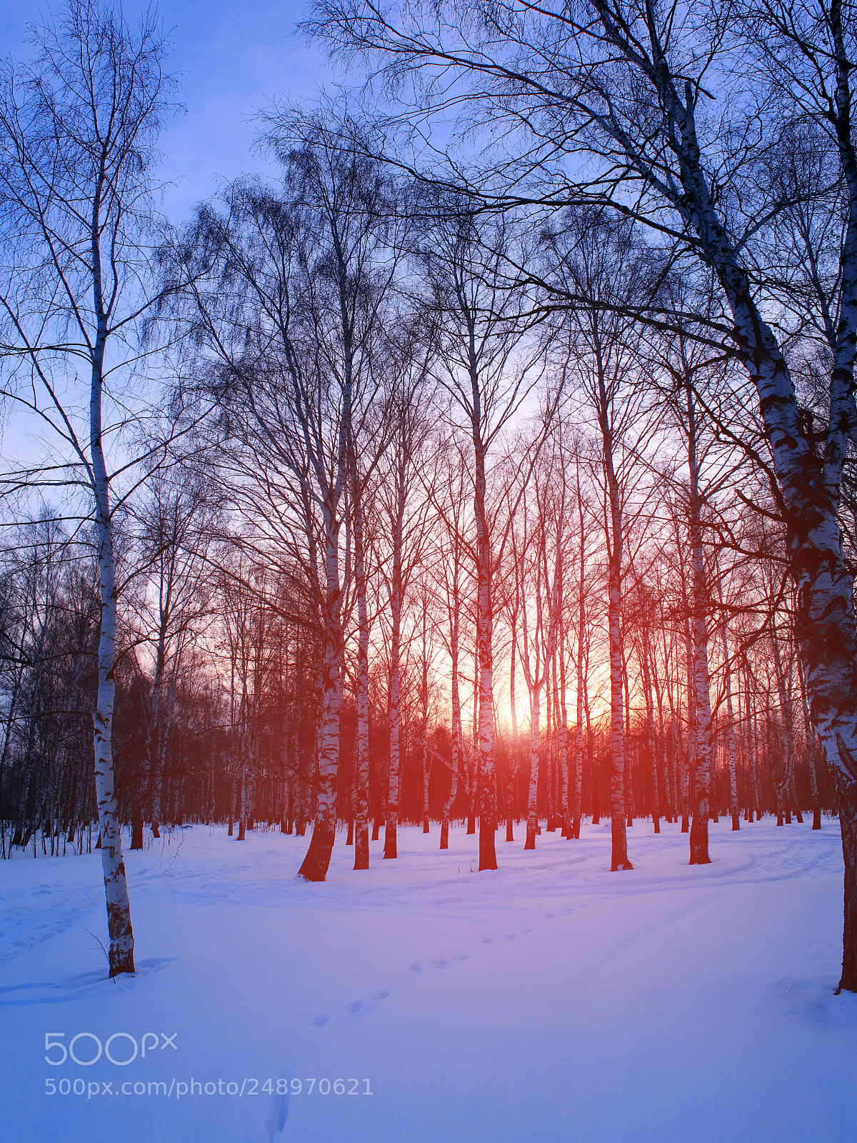 Canon EOS 600D (Rebel EOS T3i / EOS Kiss X5) sample photo. Sunset in the wood photography
