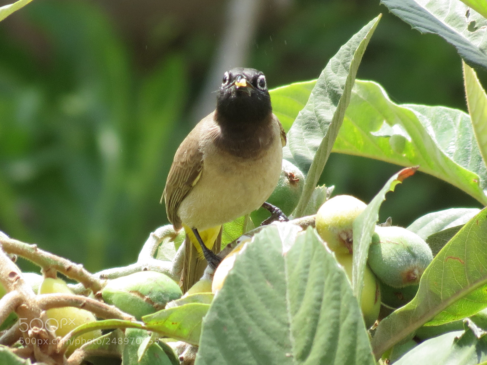 Canon PowerShot SX40 HS sample photo. Bulbul photography
