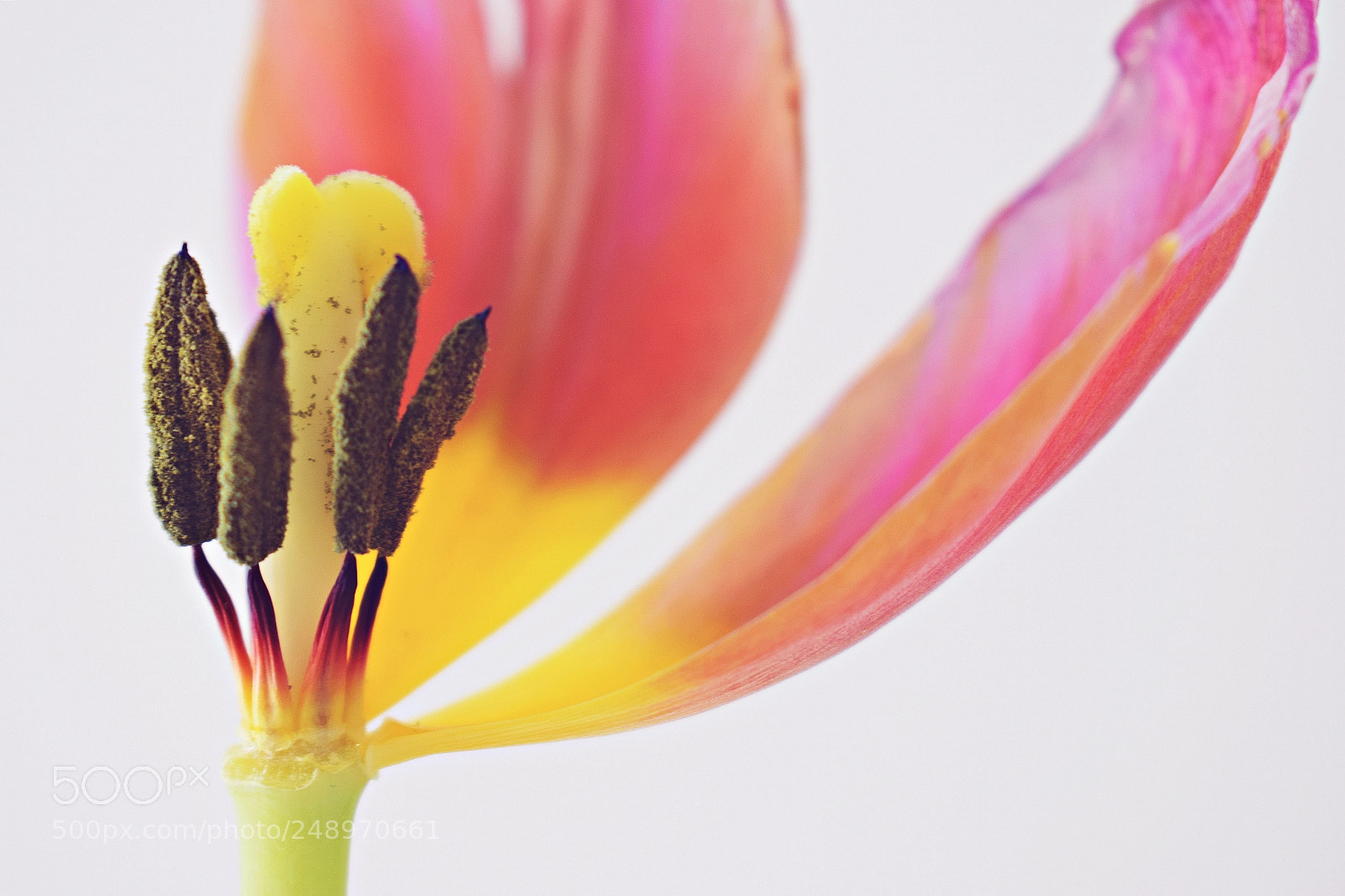Nikon D3300 sample photo. Tulip photography
