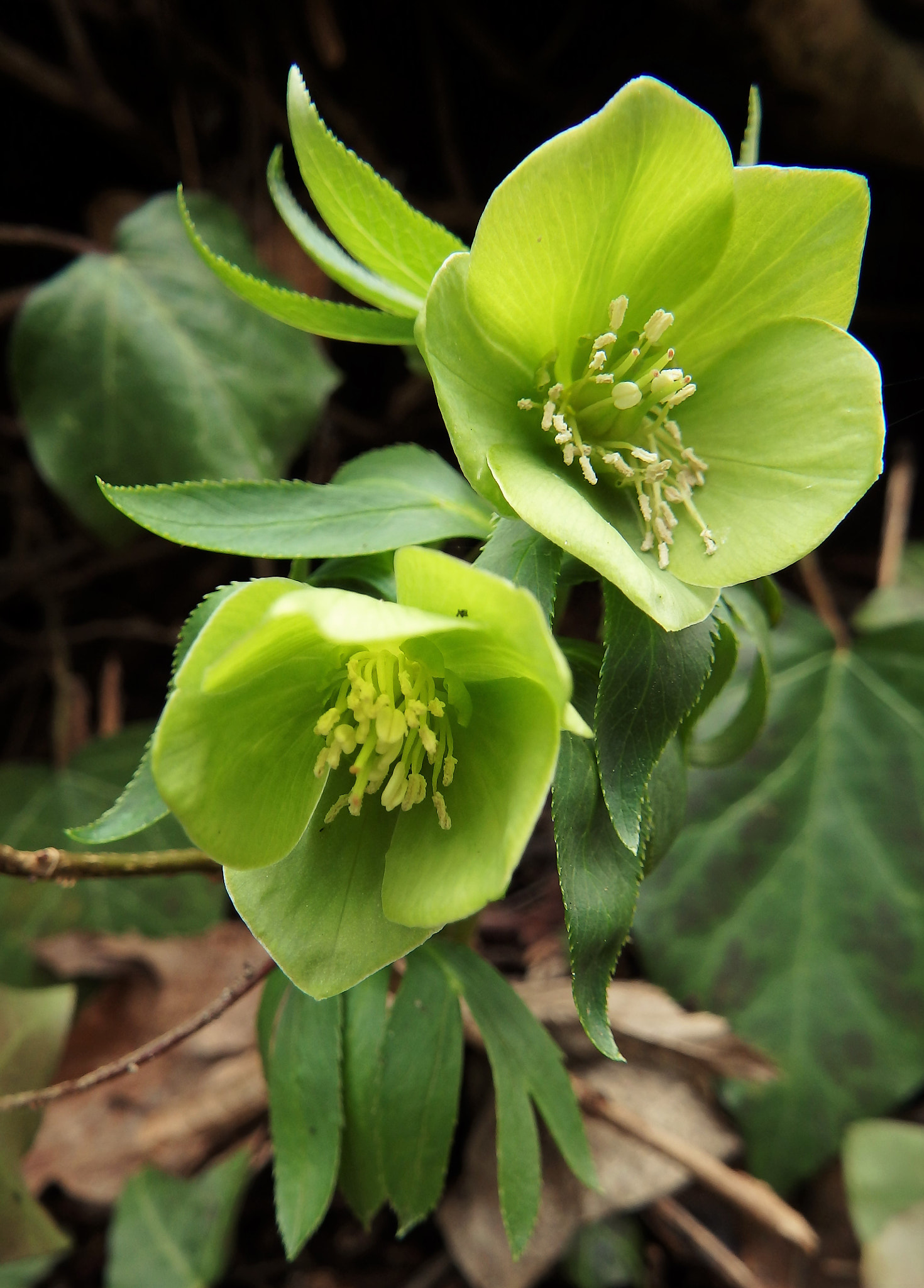 Olympus SP-100EE sample photo. Helleborus photography