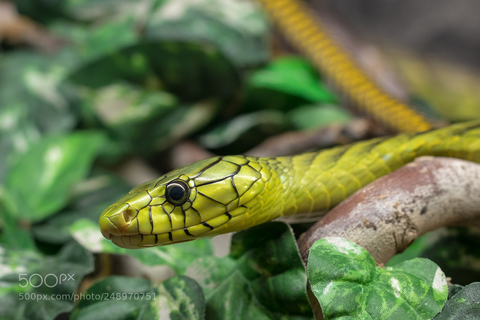 Canon EOS 5D Mark IV sample photo. Reptilienhaus schlangen photography