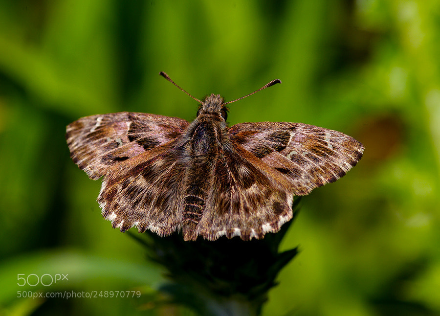 Pentax K20D sample photo. Buterfly photography
