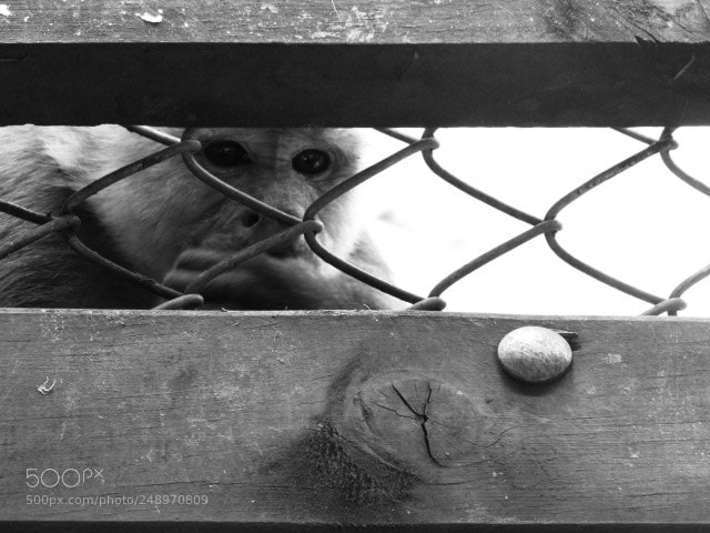 Canon PowerShot SX530 HS sample photo. Desarraigo animal photography