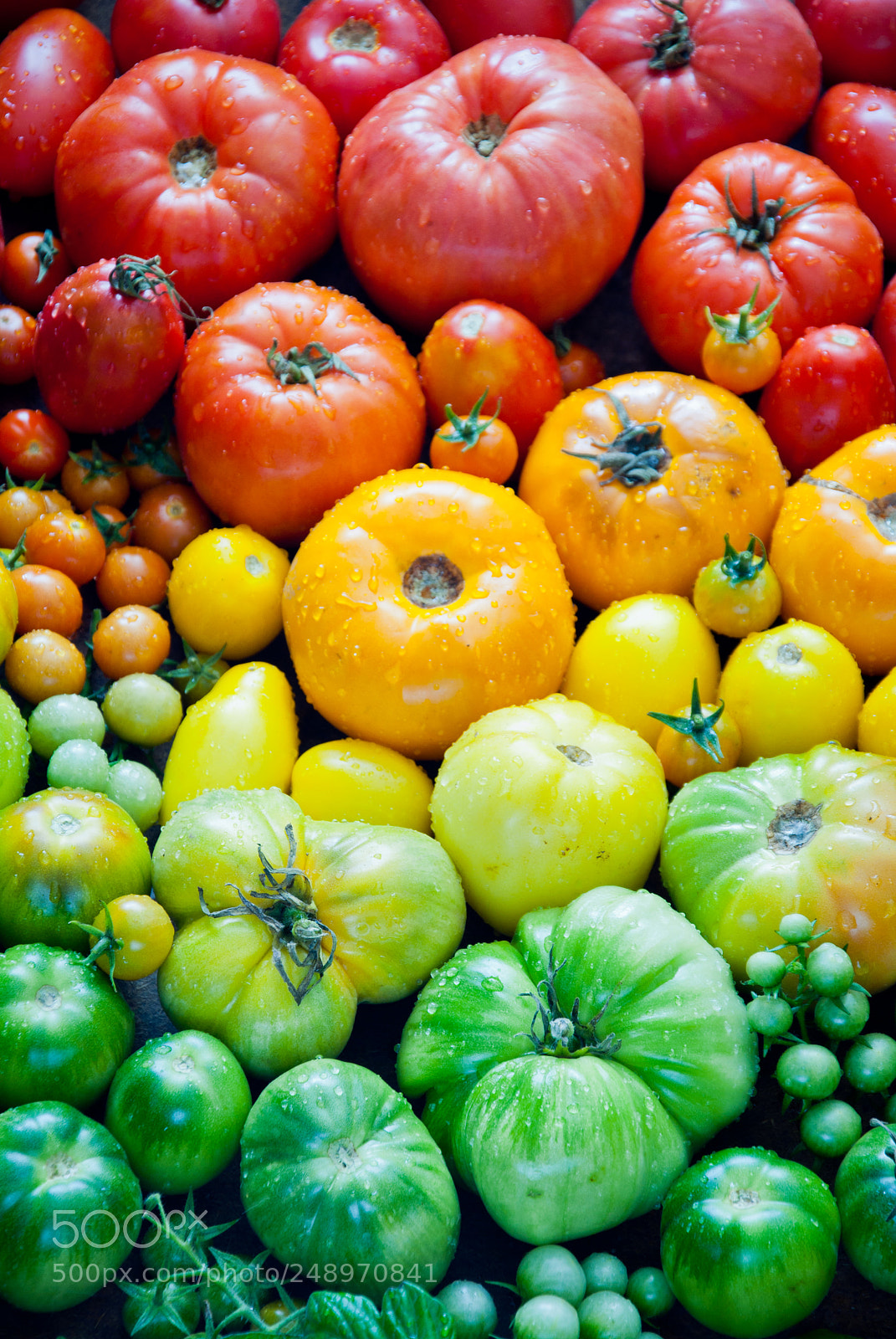 Nikon D3000 sample photo. Fresh organic tomatoes photography