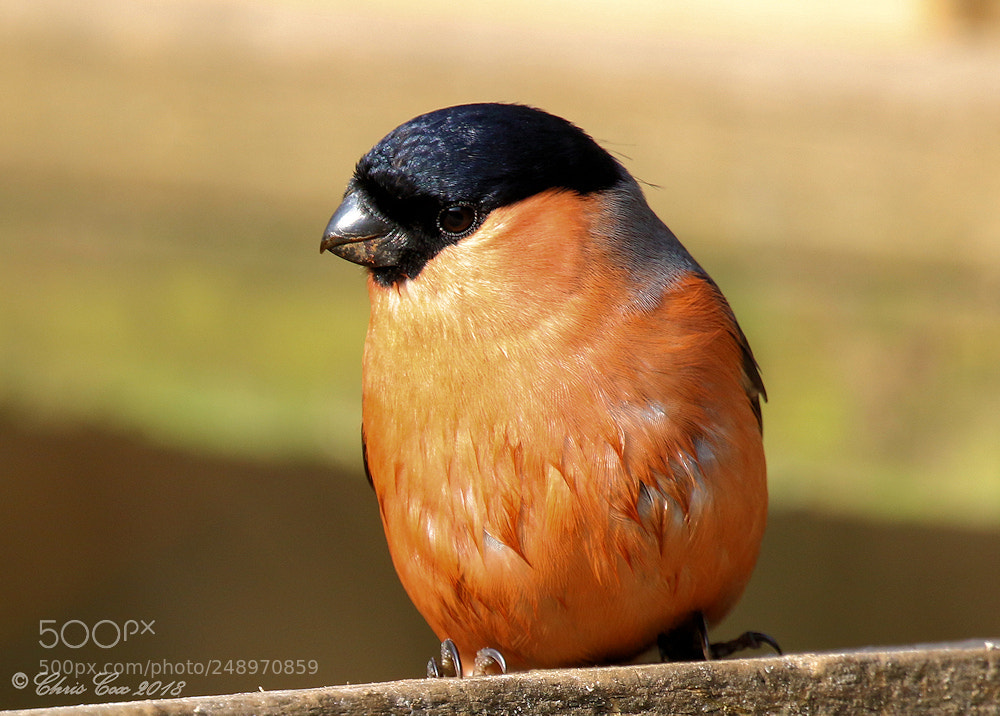 Canon EOS 7D Mark II sample photo. Bullfinch photography