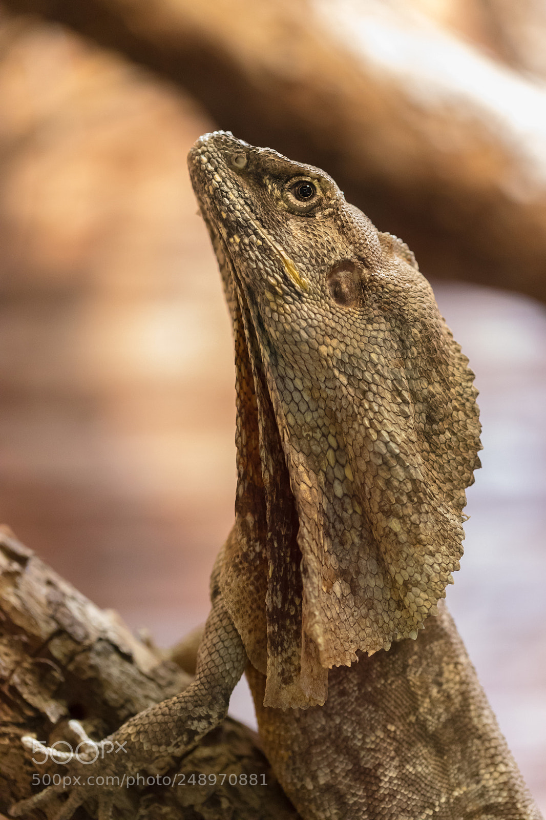 Canon EOS 5D Mark IV sample photo. Lizard with collar photography