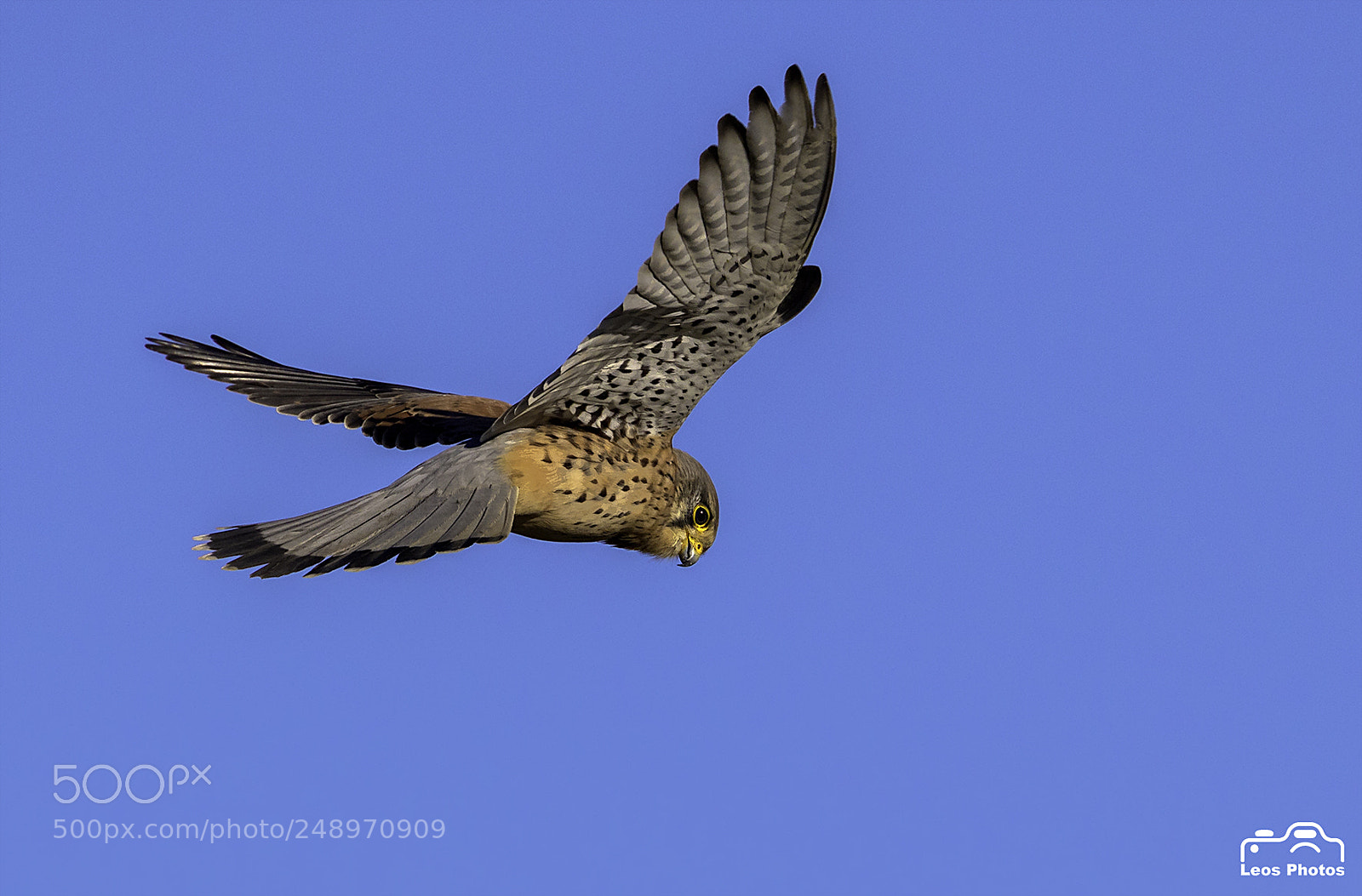Canon EOS 7D Mark II sample photo. "flight of icarus" photography