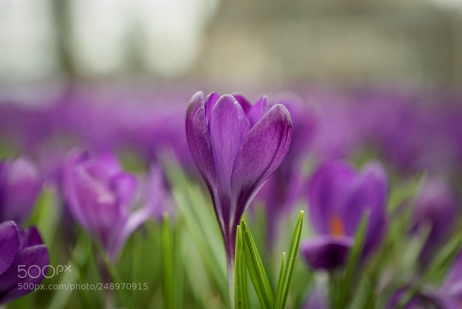 Sony ILCA-77M2 sample photo. Crocus photography