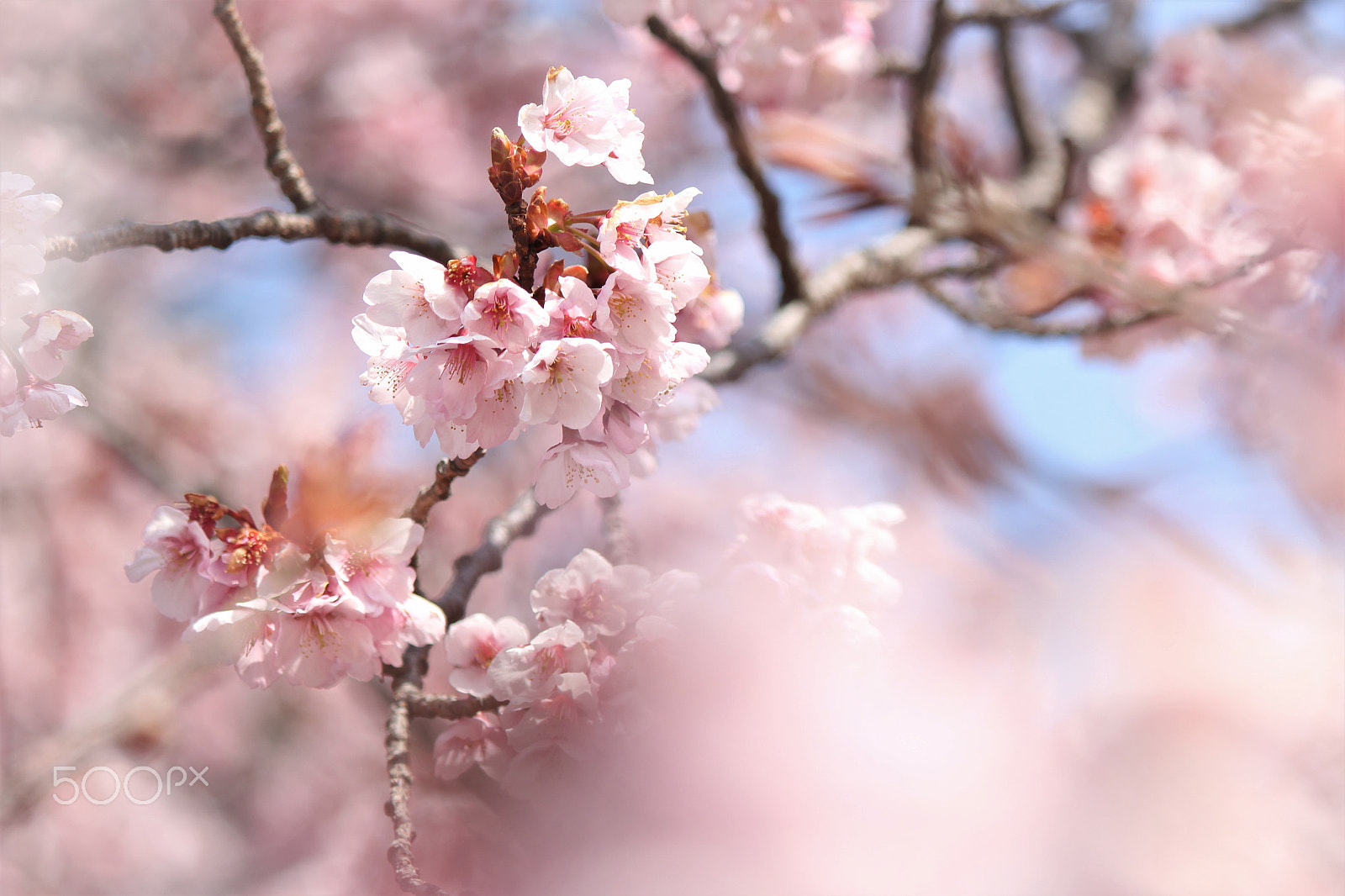 Canon EF-S 55-250mm F4-5.6 IS II sample photo. Full bloom photography