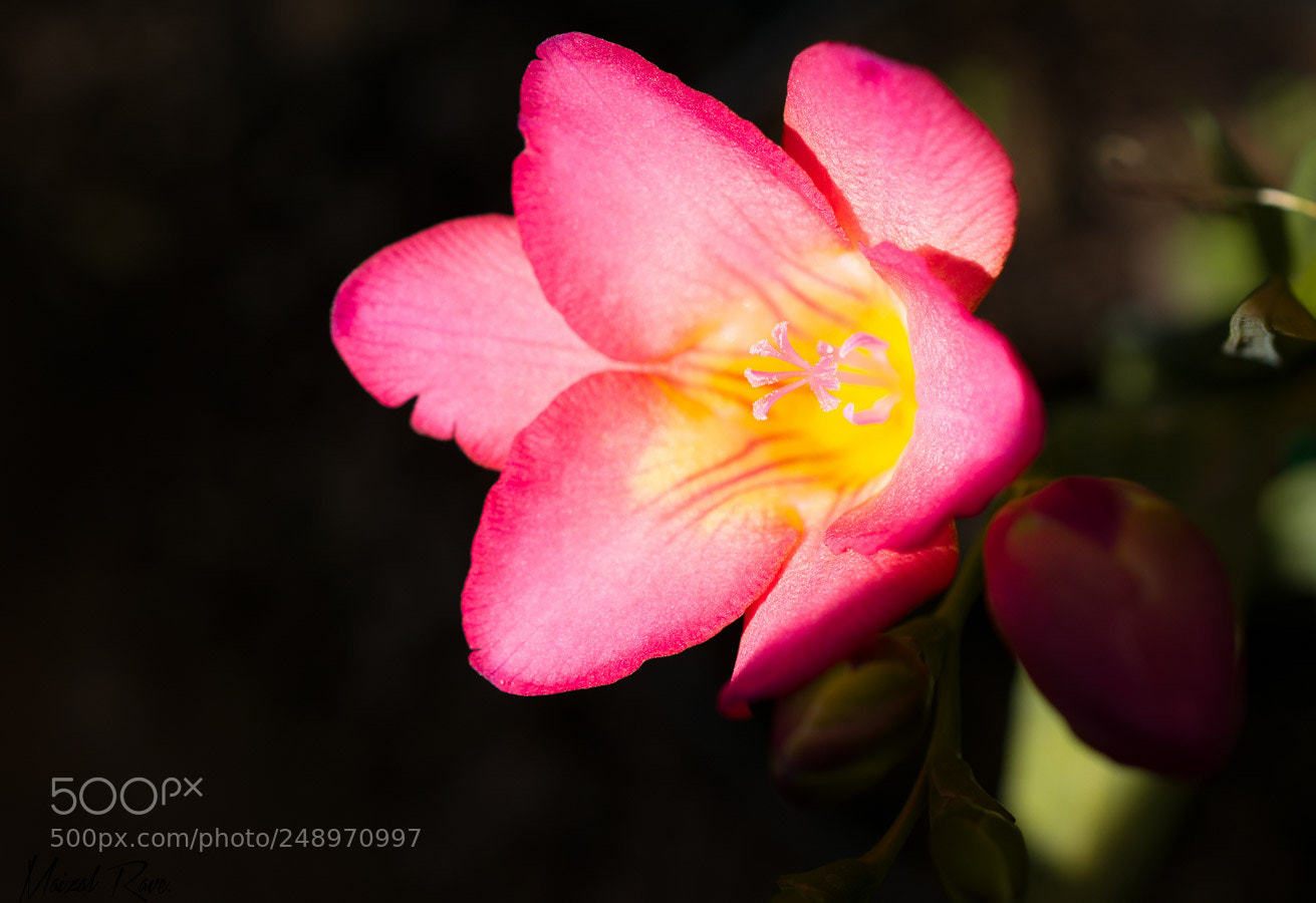 Nikon D3400 sample photo. Luz y sombras. photography
