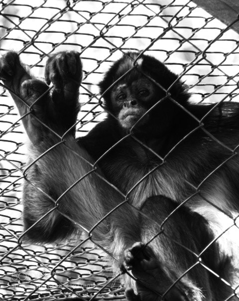 Canon PowerShot SX530 HS sample photo. Desarraigo animal photography