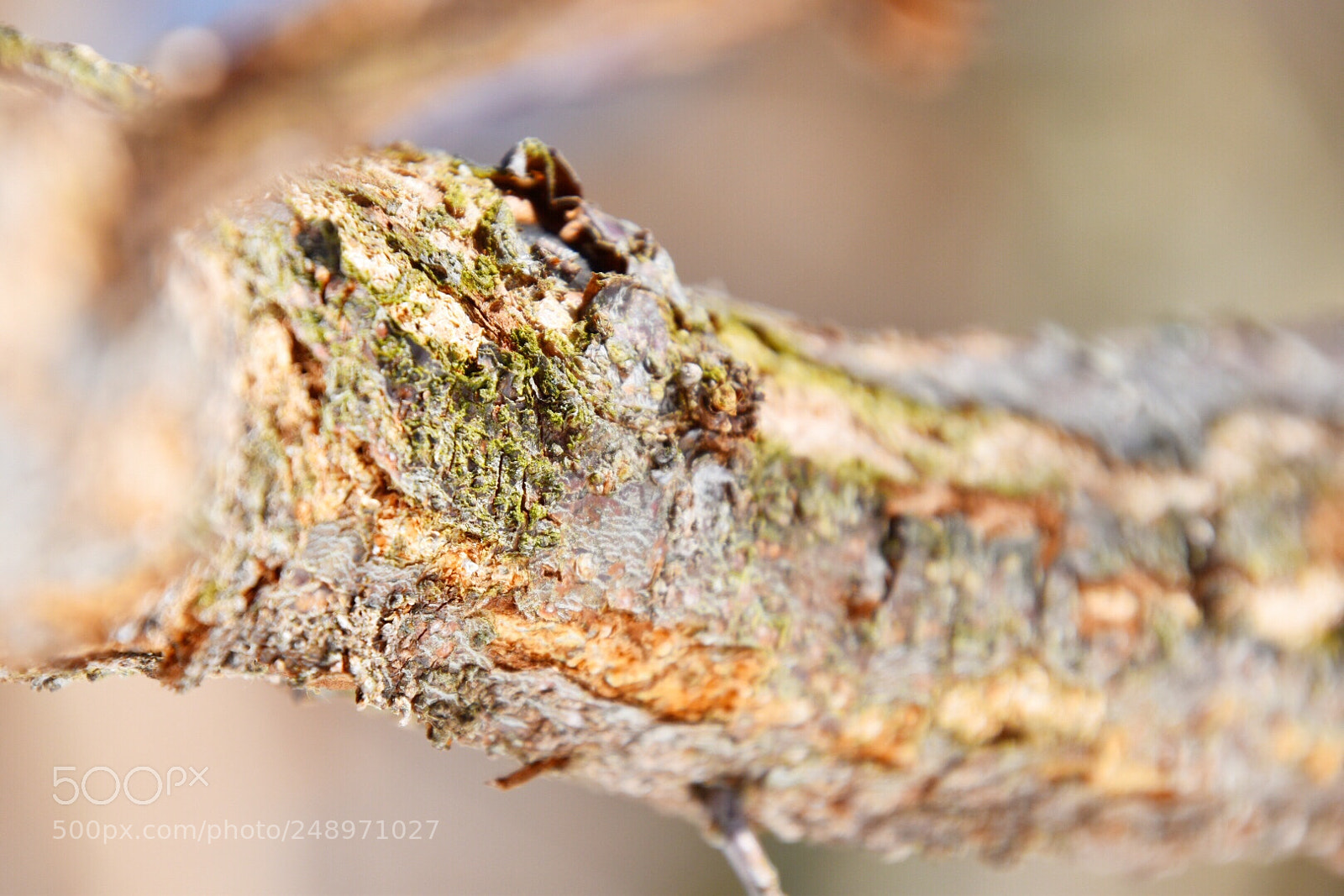 Nikon D5600 sample photo. Moss and bark photography