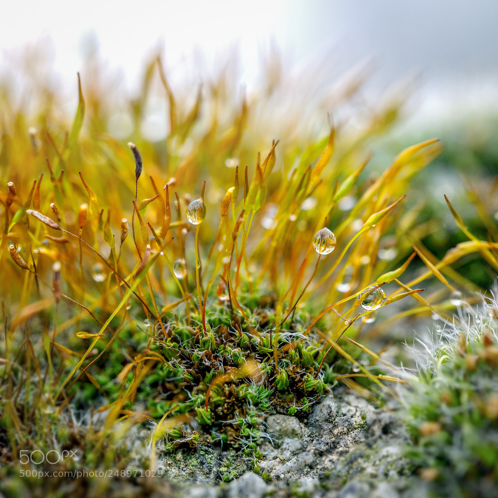 Canon EOS 5D Mark IV sample photo. Moss after rain photography