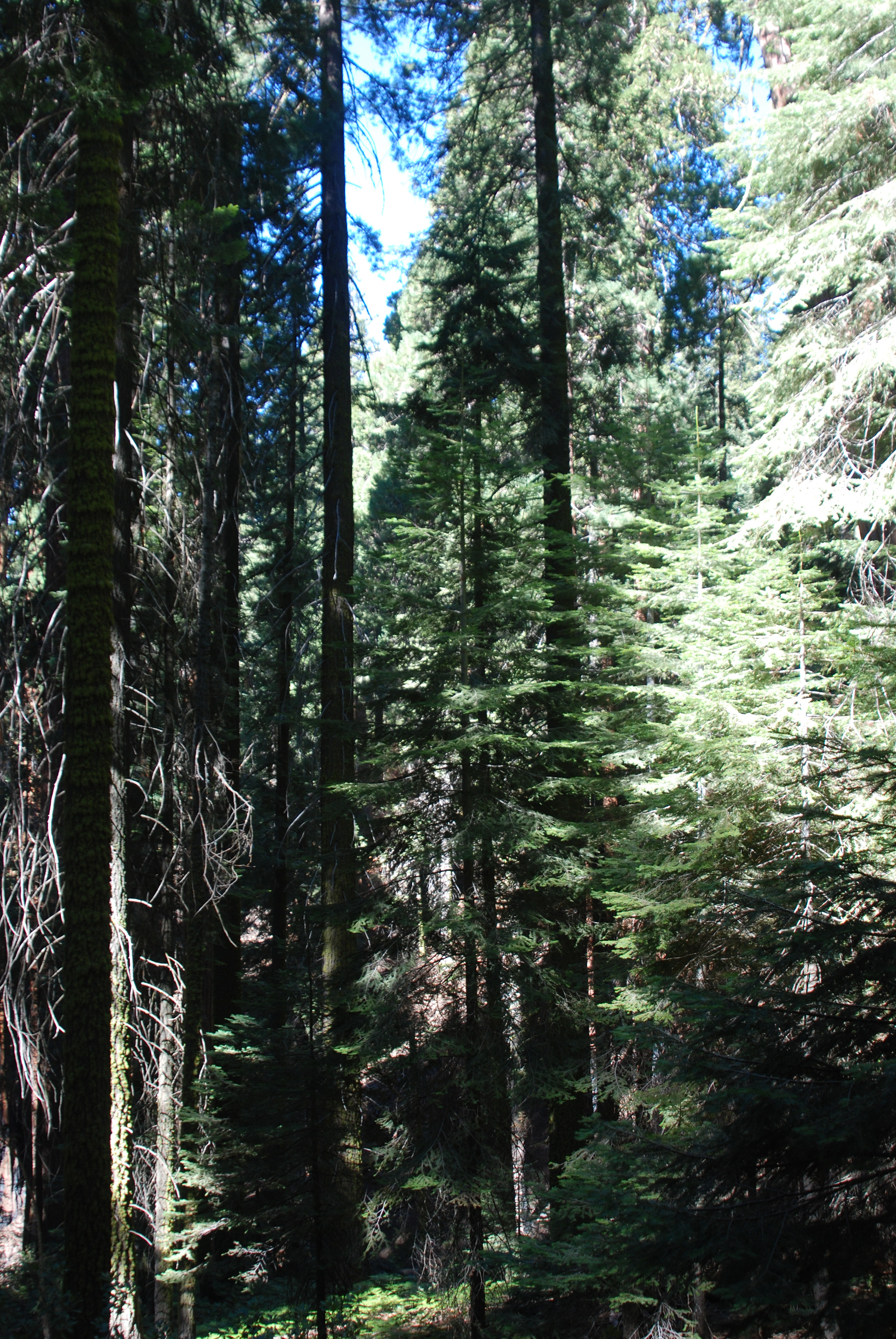 Nikon D80 sample photo. Sequoia national forest, 2010 photography