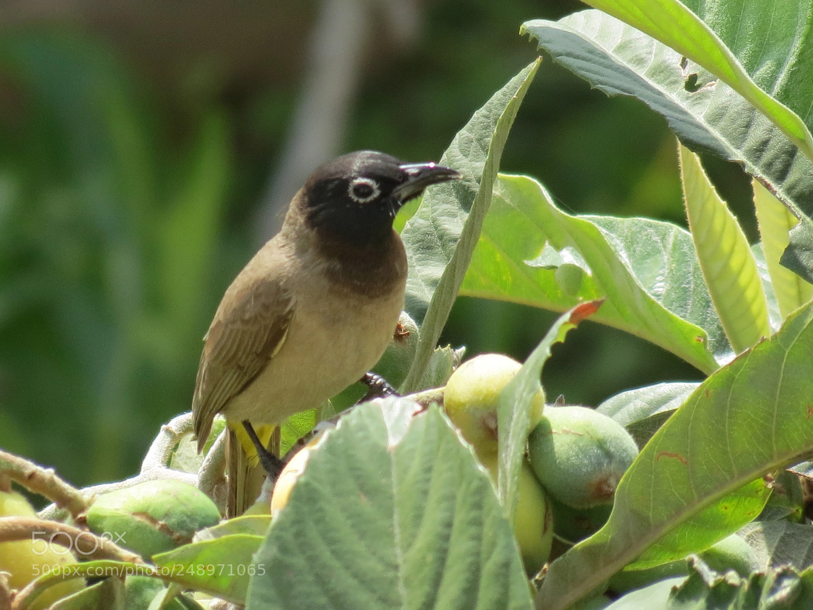 Canon PowerShot SX40 HS sample photo. Bulbul looking around photography