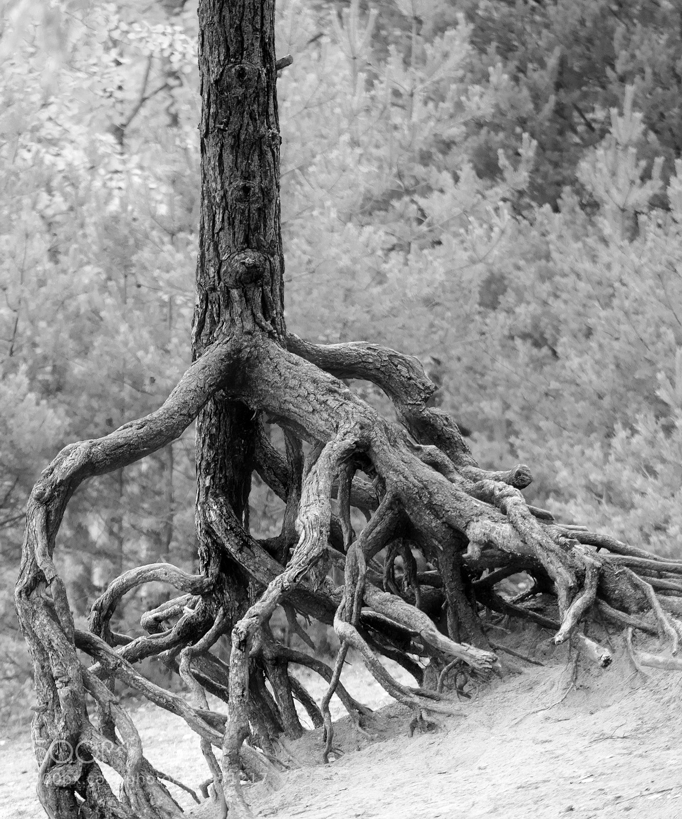 Sony a7R sample photo. Roots photography
