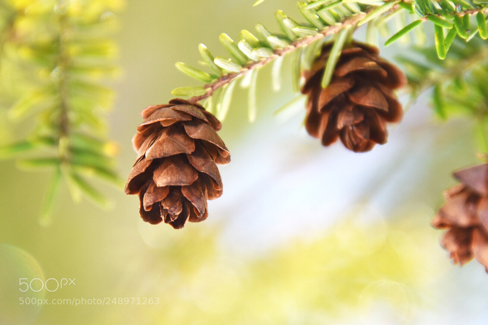 Nikon D5600 sample photo. Baby pine cones photography