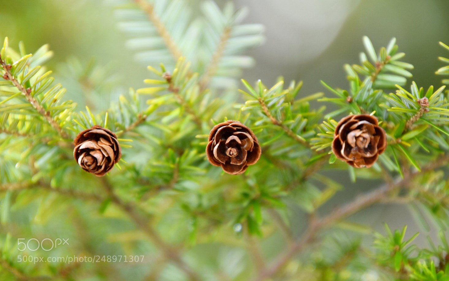 Nikon D5600 sample photo. 3 baby pines cones photography