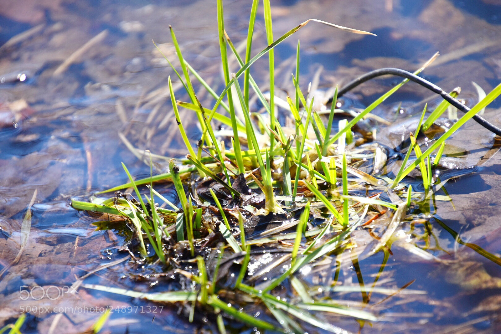 Nikon D5600 sample photo. Grass and water photography